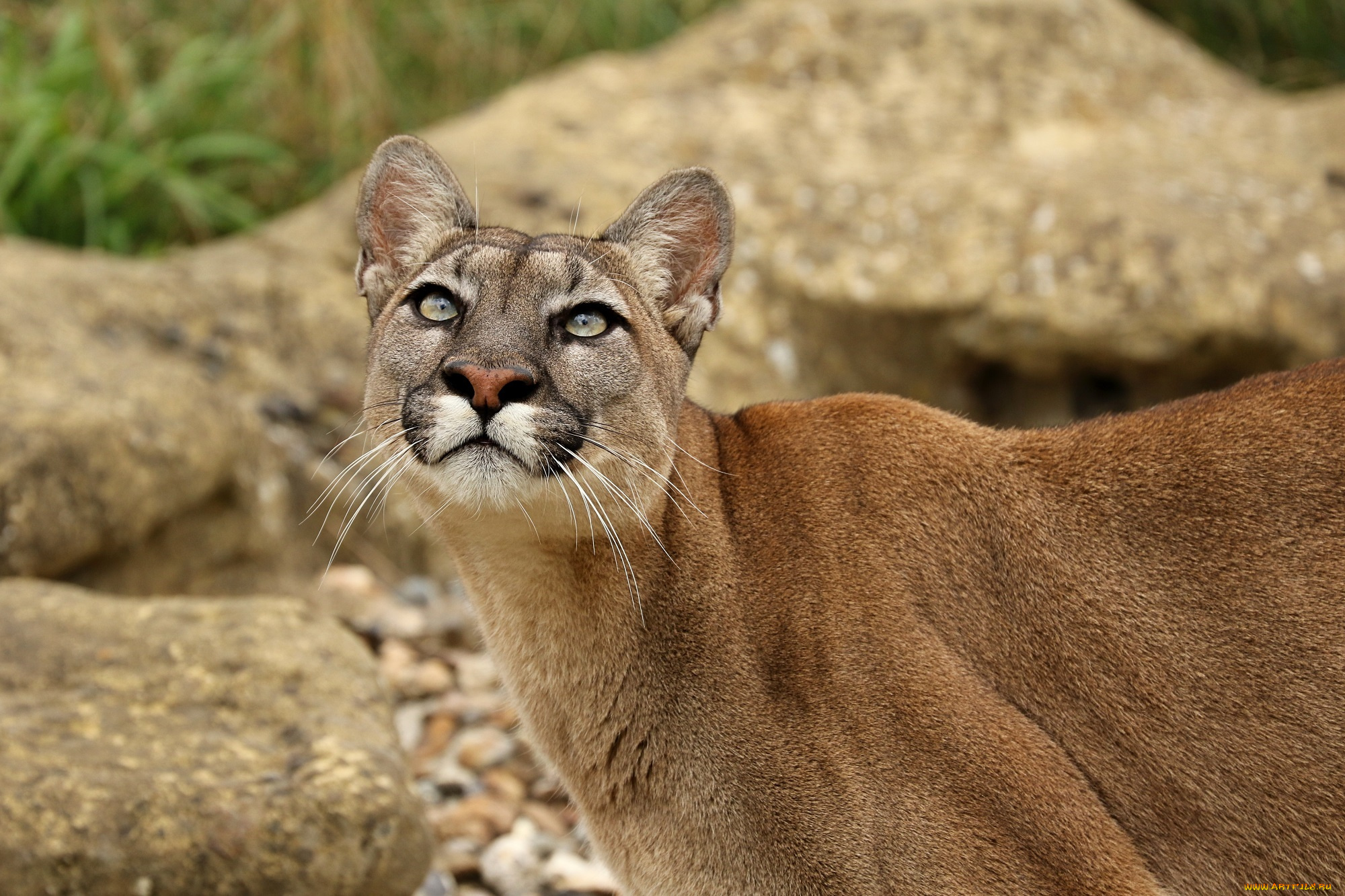 животные, пумы, хищник, кошка, кугуар, внимание, смотрит, взгляд, морда, зоопарк