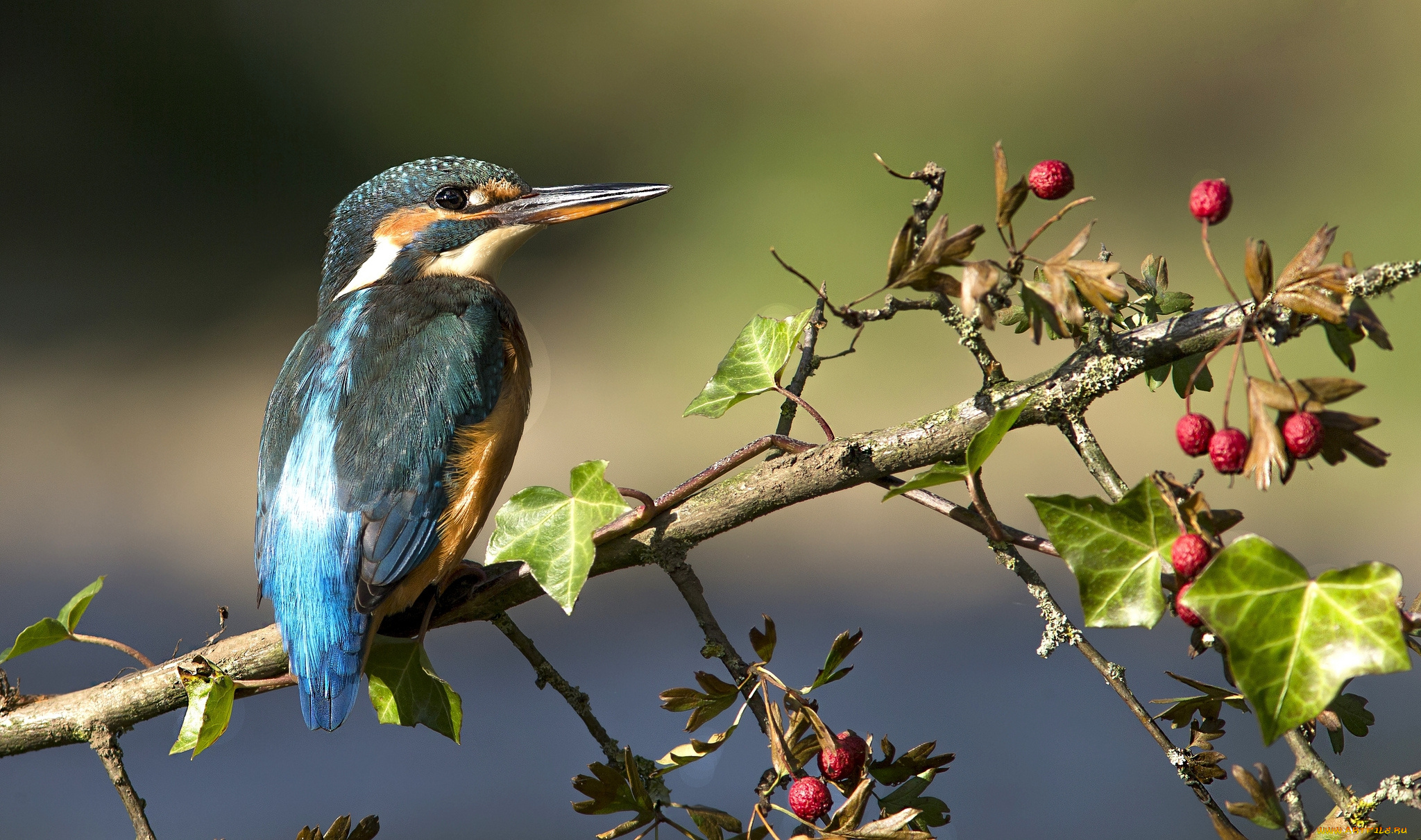 животные, зимородки, птичка