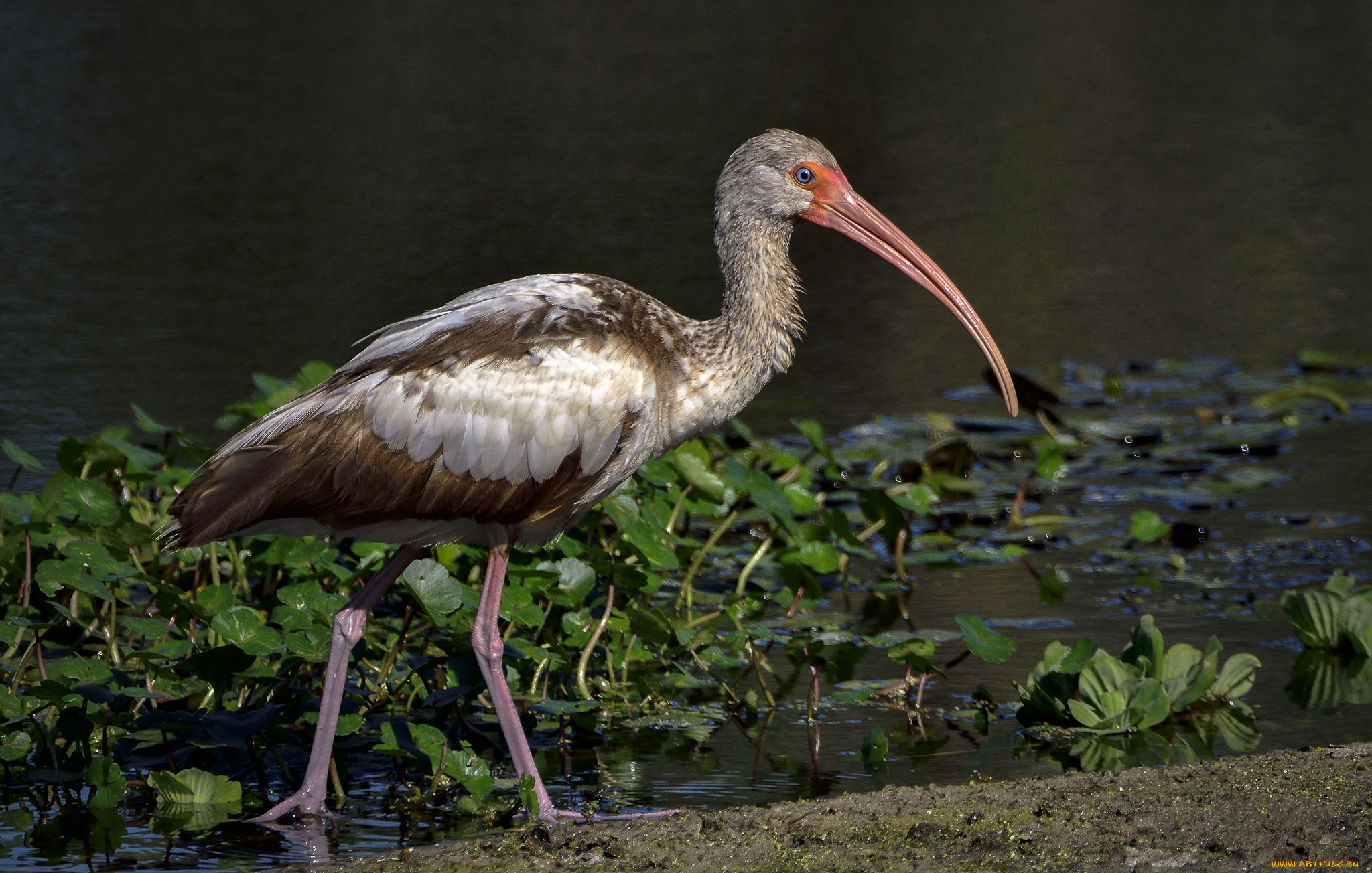 животные, аисты, птичка