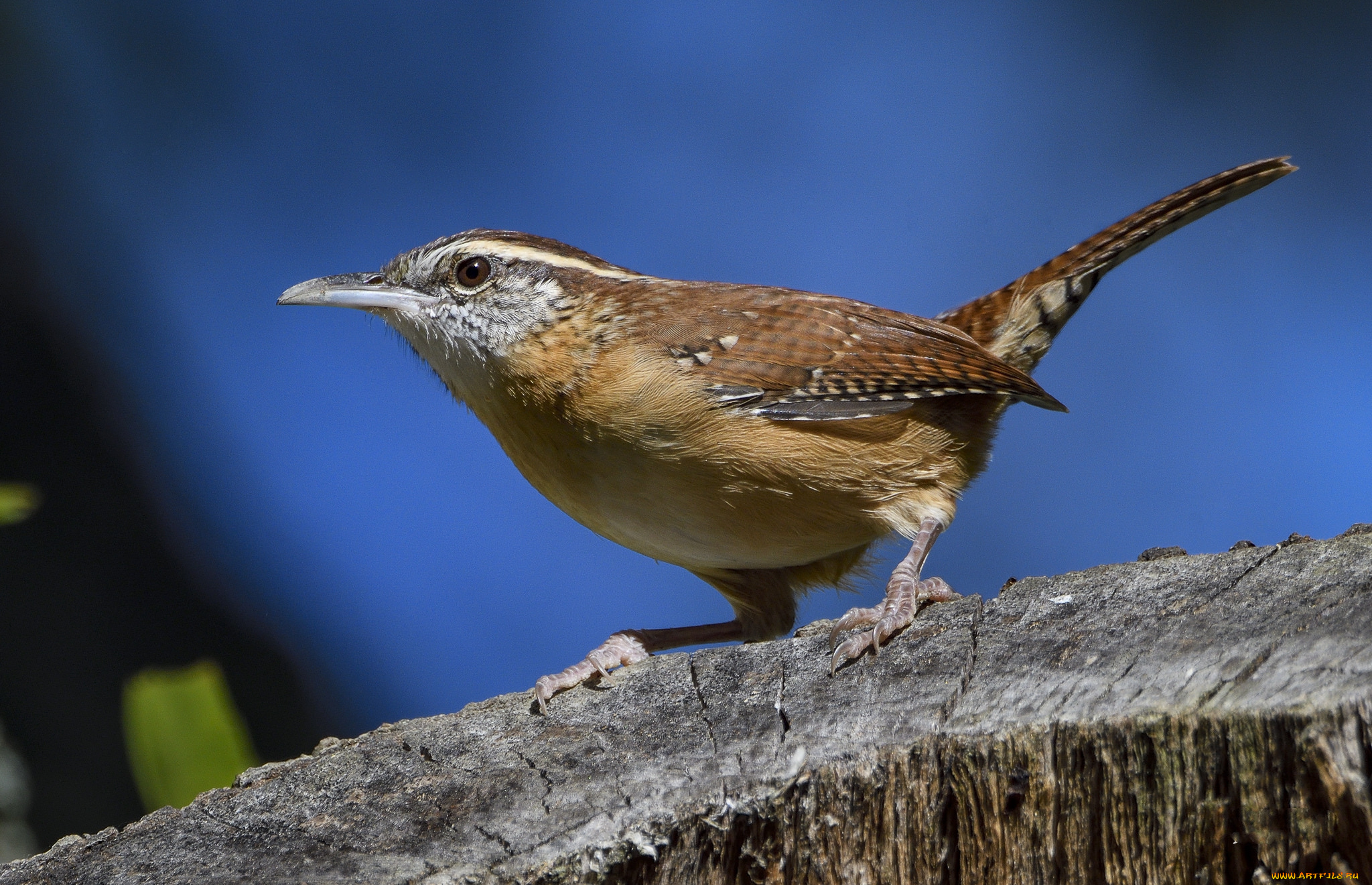животные, птицы, птичка