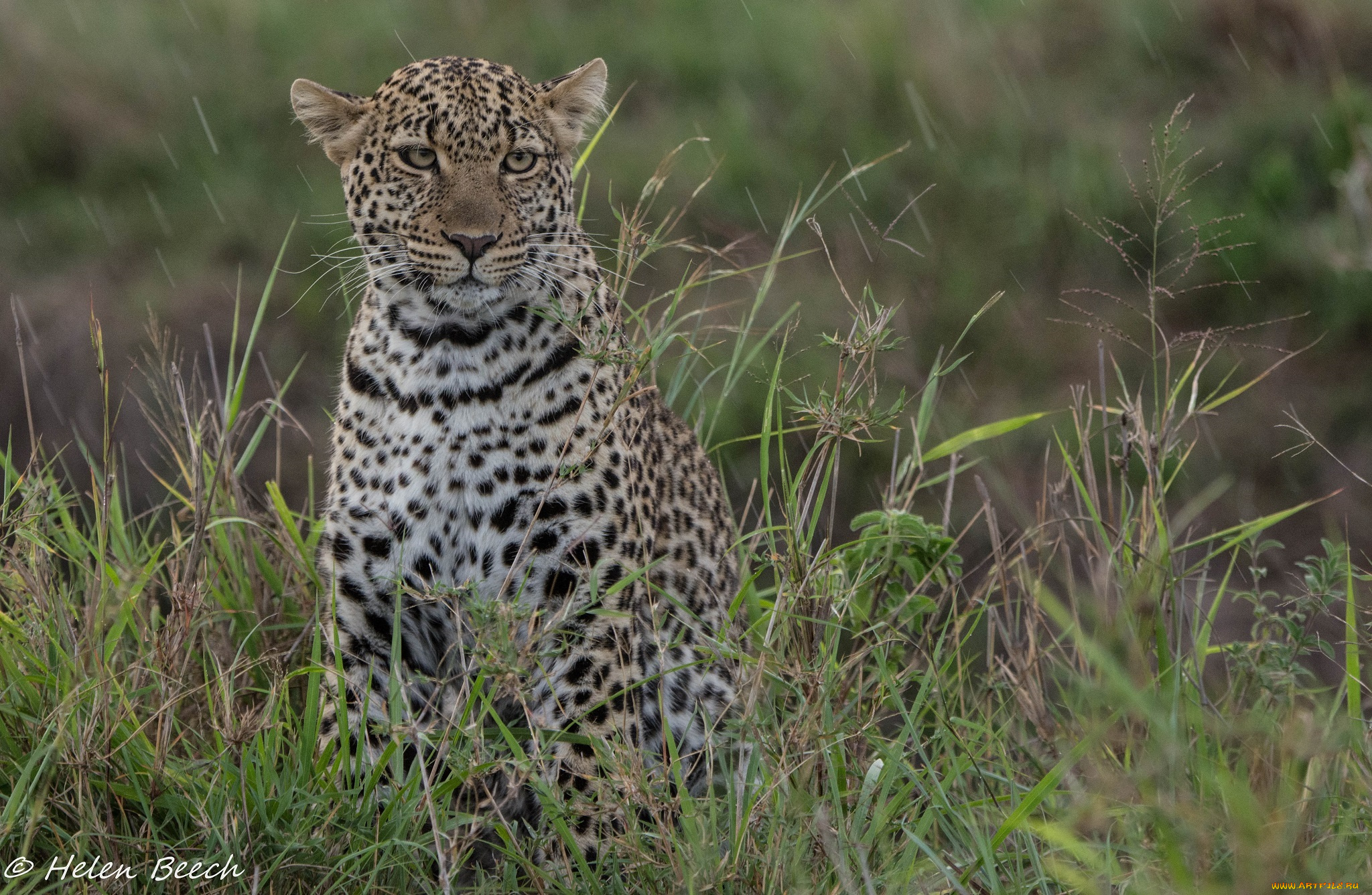животные, леопарды, морда, молодой, хищник, кошка, заросли