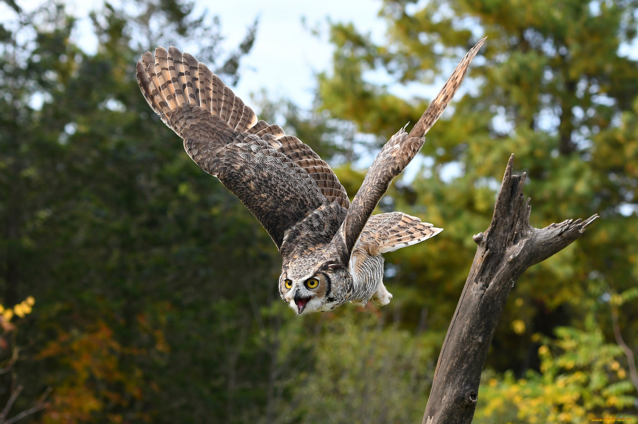 животные, совы, птичка