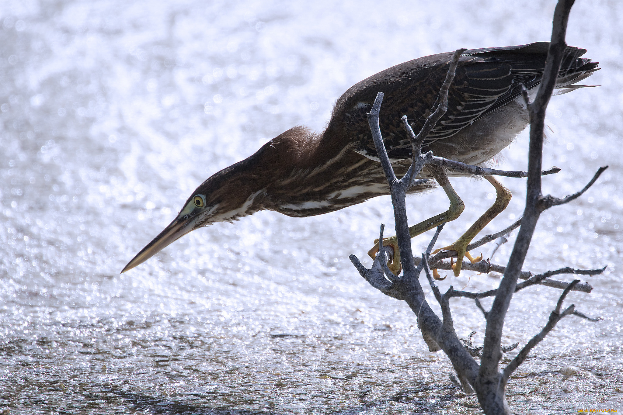 животные, цапли, , выпи, птичка