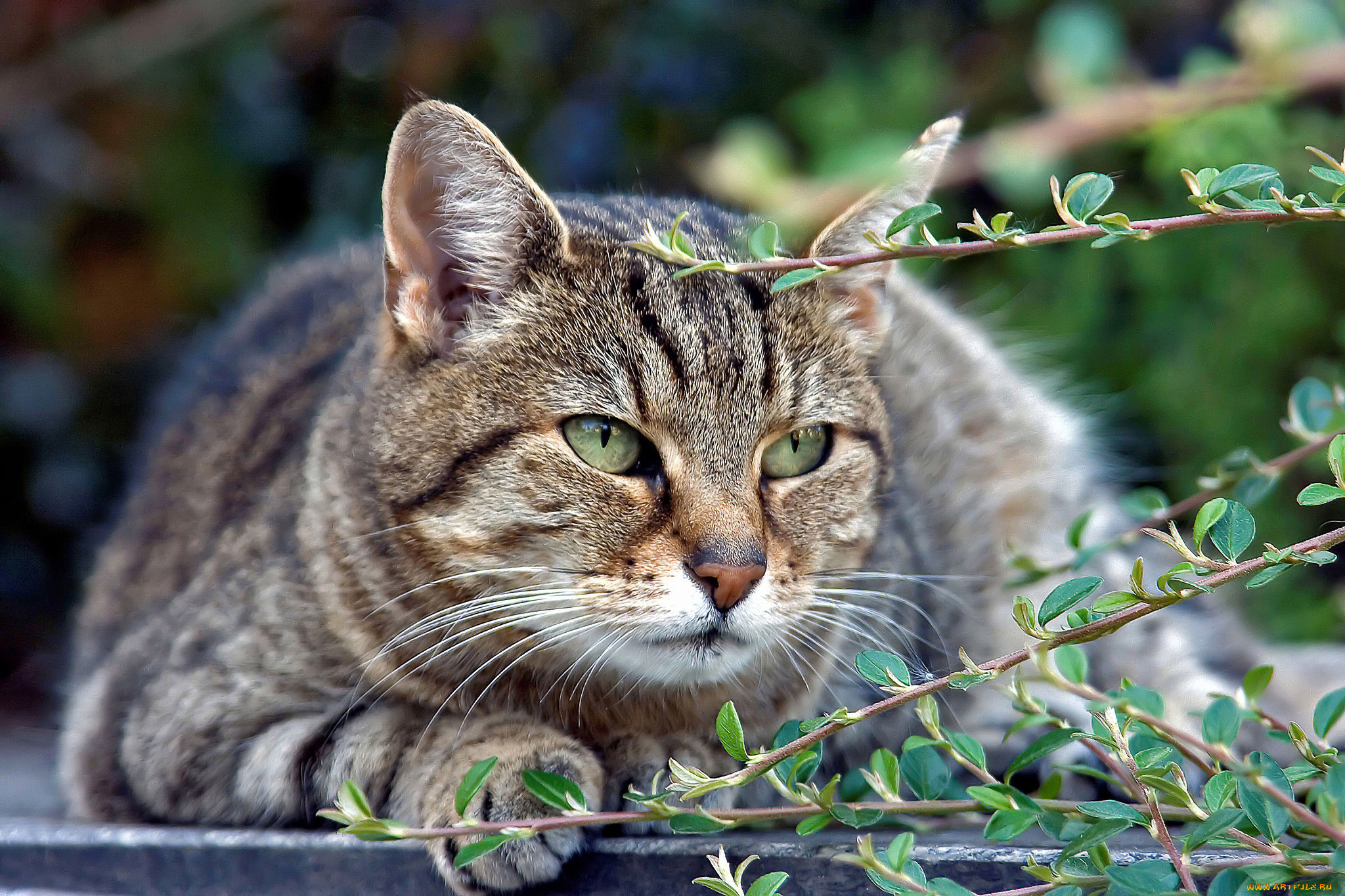 животные, коты, взгляд, кот, серый, отдых