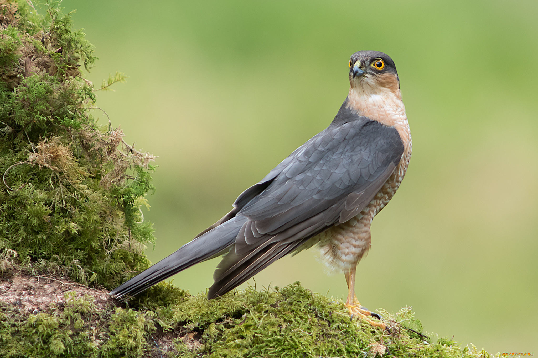 животные, птицы, -, хищники, птичка