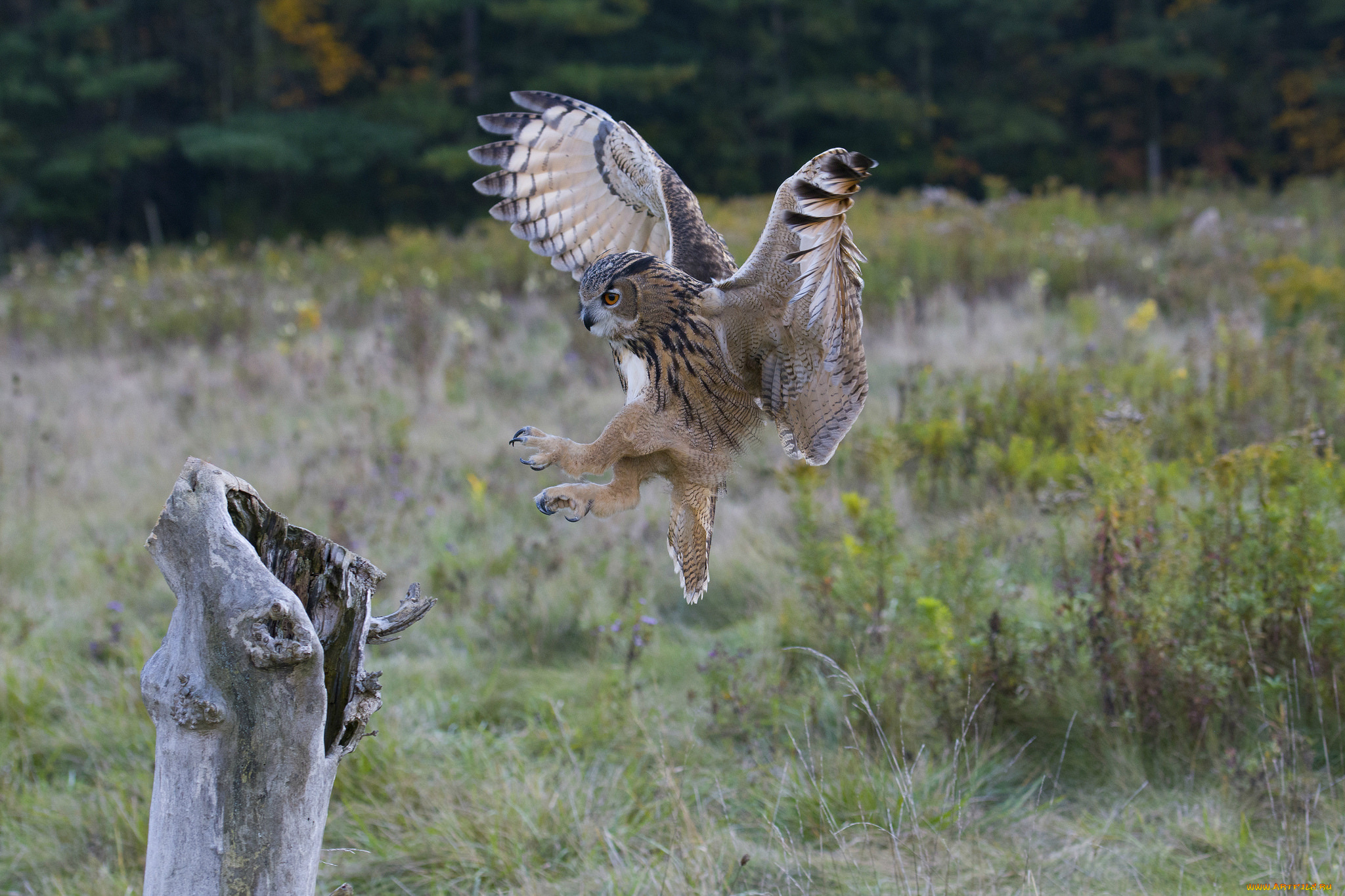 животные, птицы, -, хищники, птичка