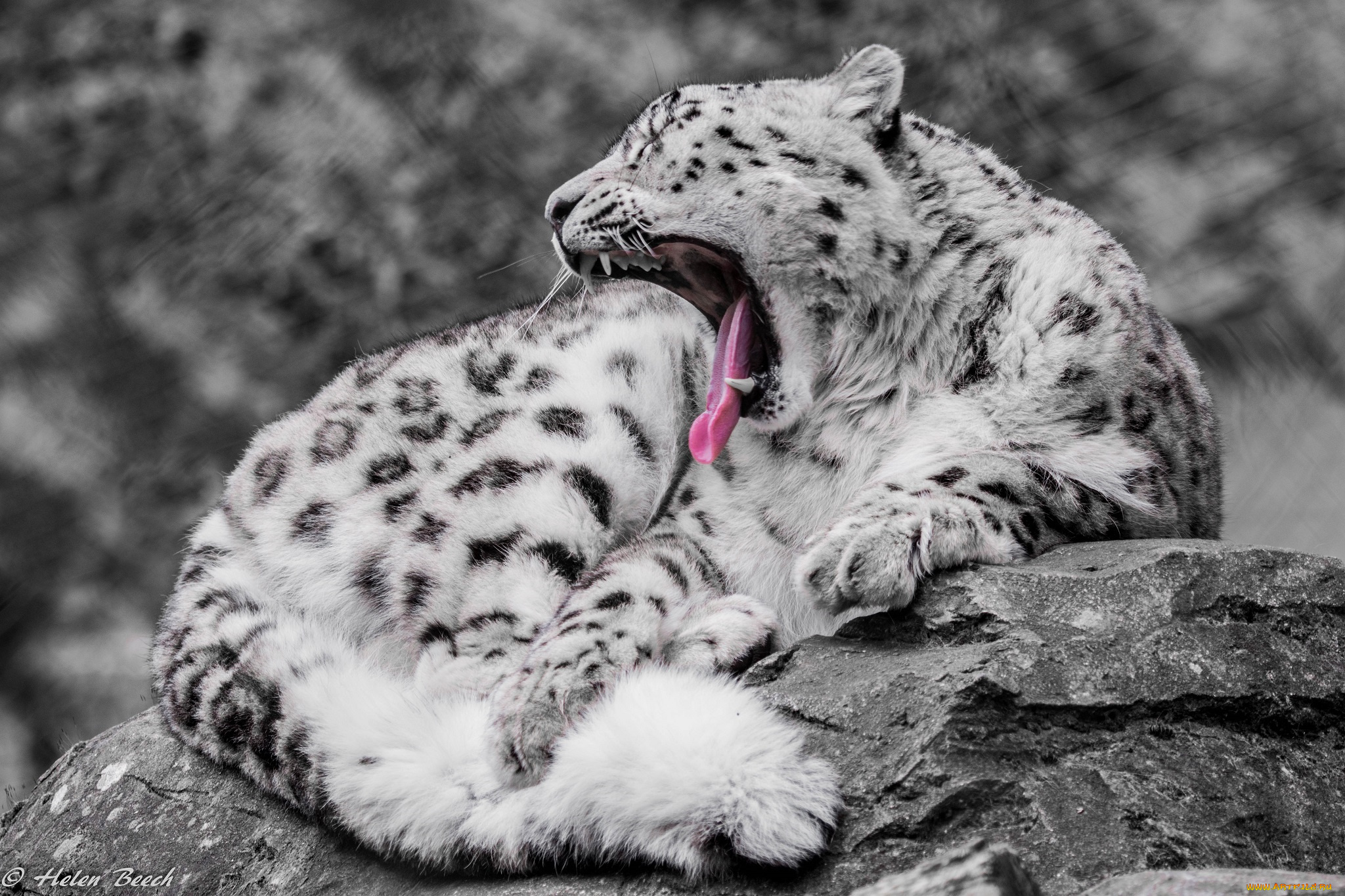 животные, снежный, барс, , ирбис, пушистый, язык, клыки, пасть, зевает, мех, хищник, кошка, барс