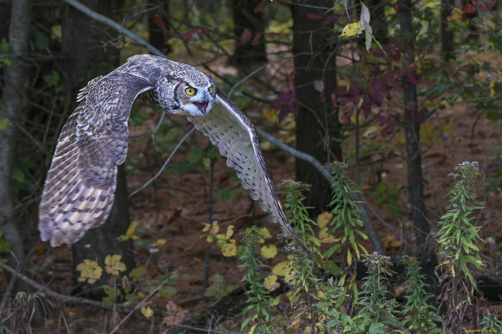 животные, совы, птичка