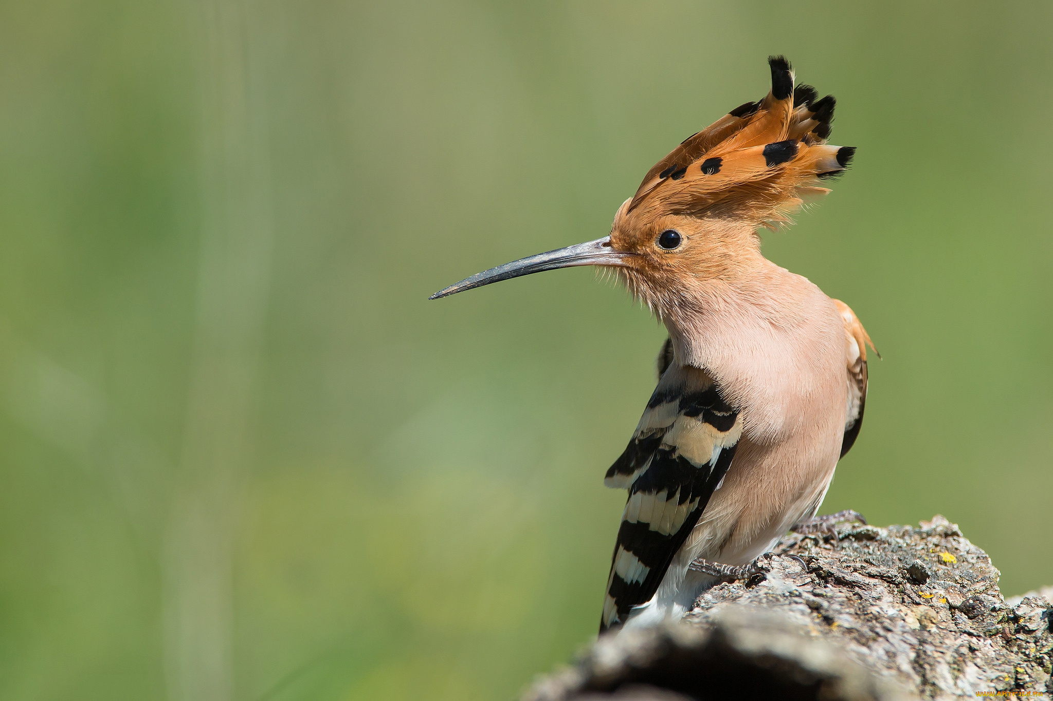 животные, удоды, птичка