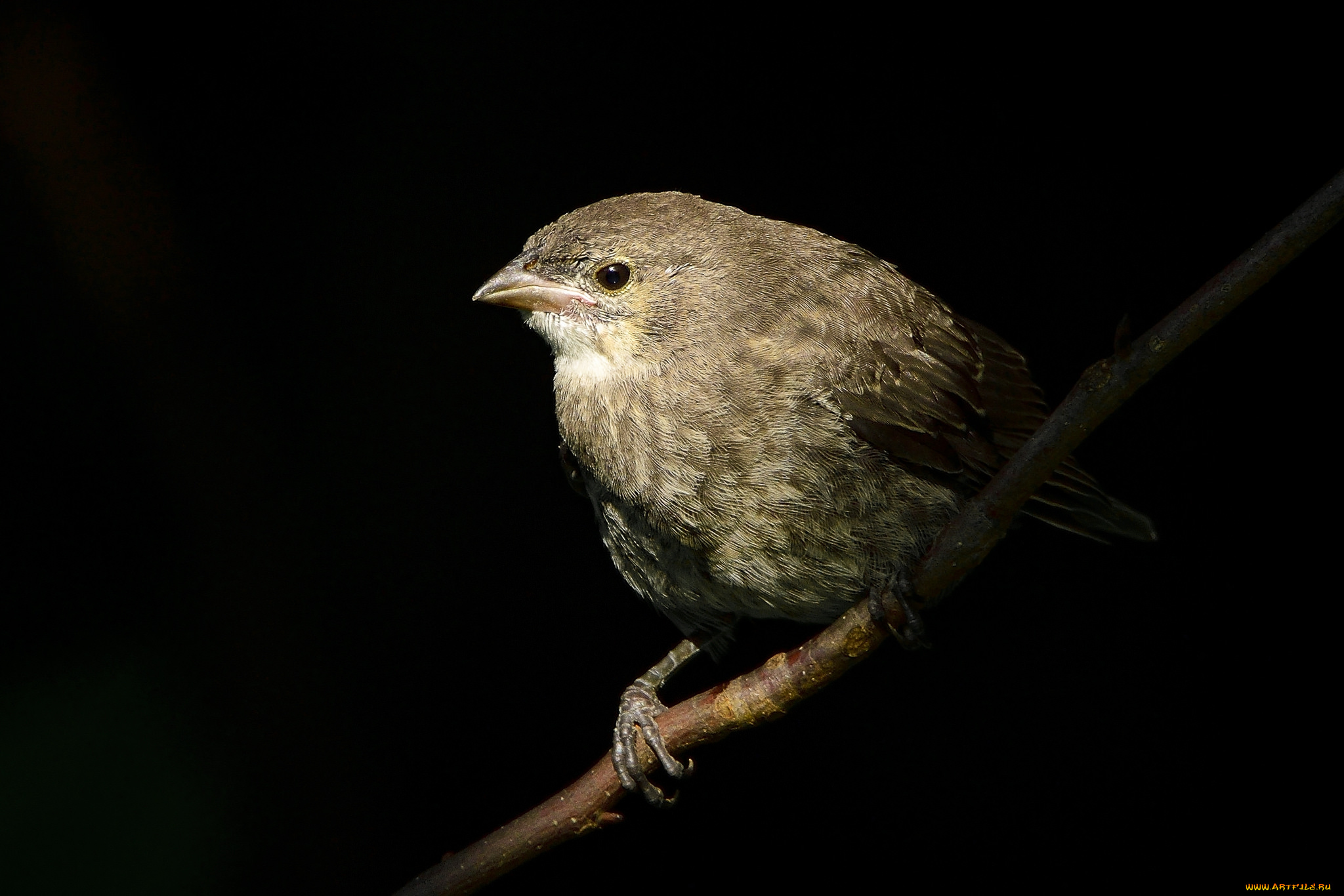 животные, птицы, птичка