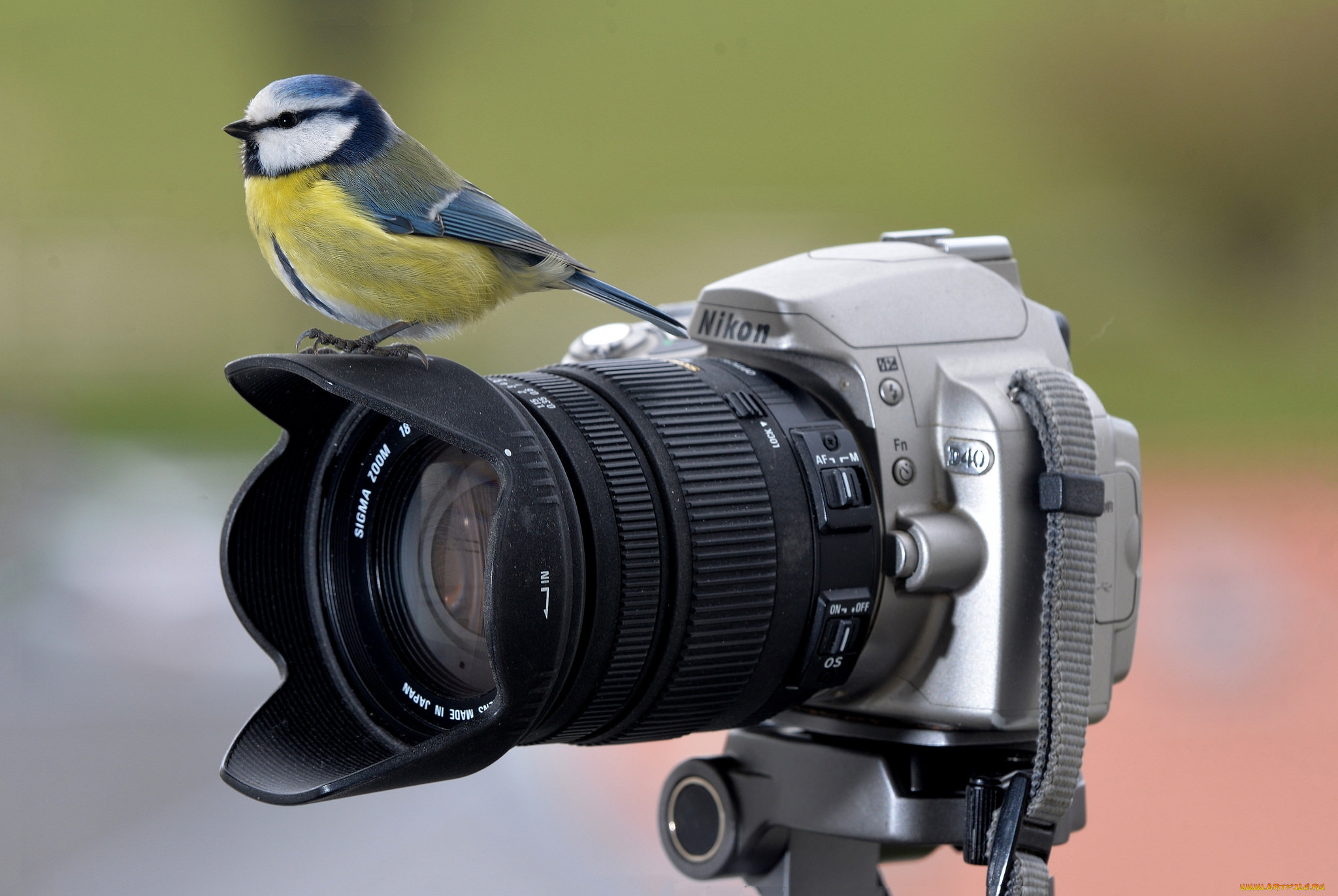 животные, синицы, , лазоревки, птичка