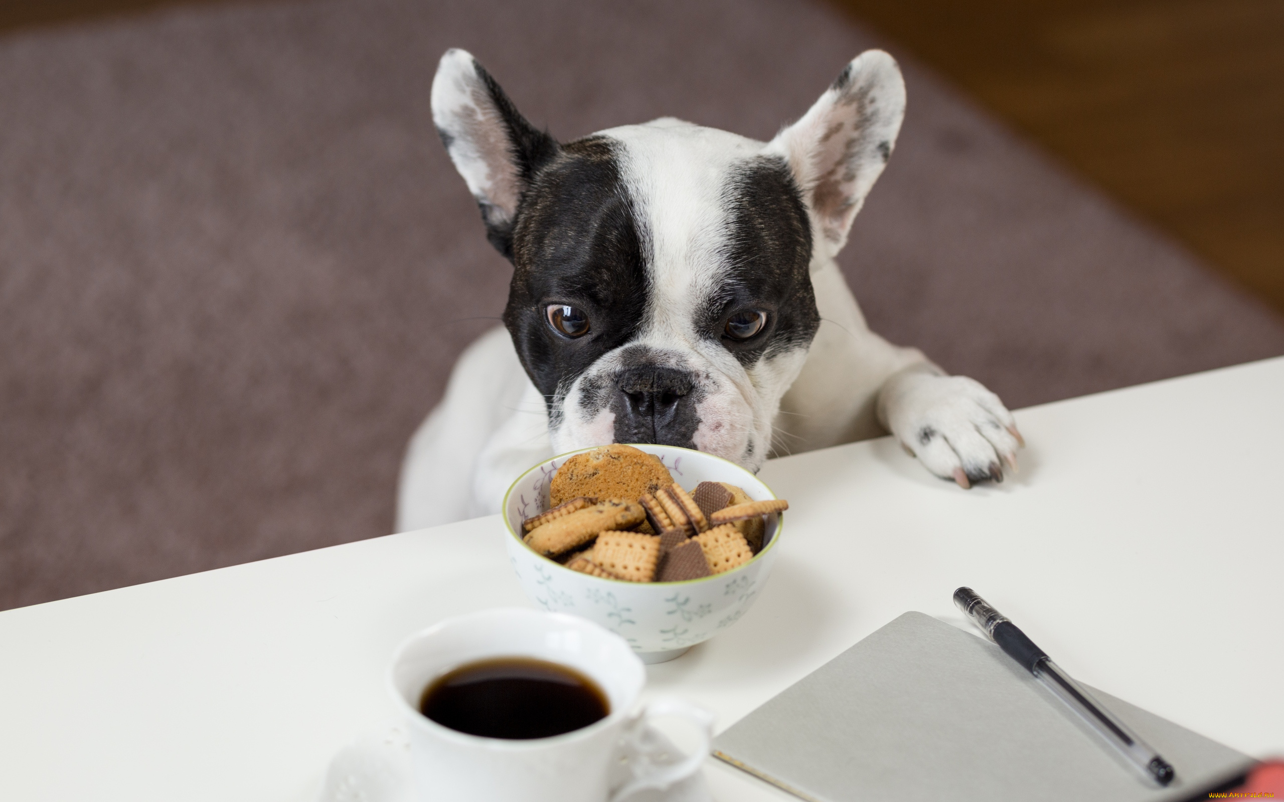 животные, собаки, бульдог