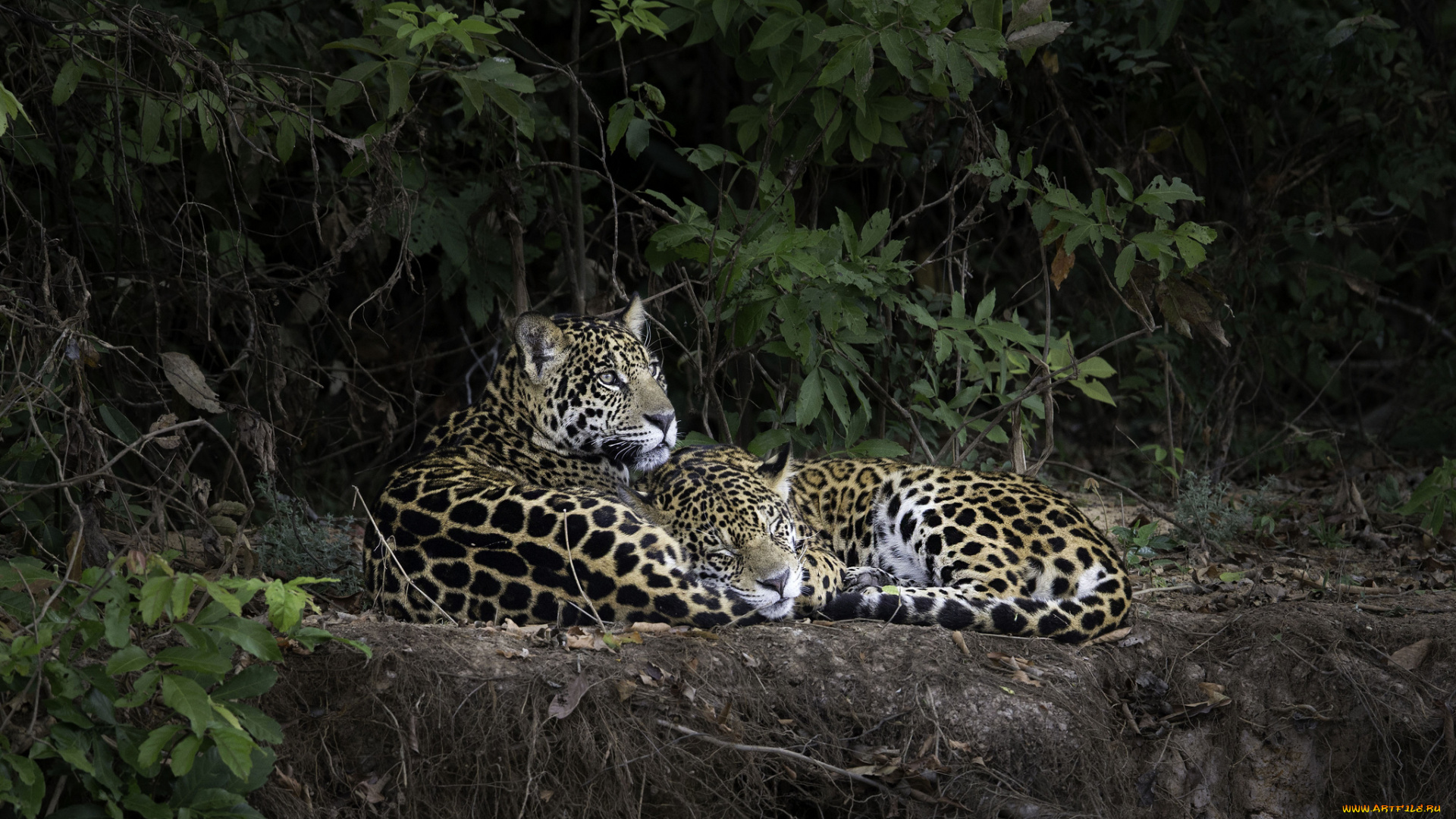 животные, леопарды, хищник