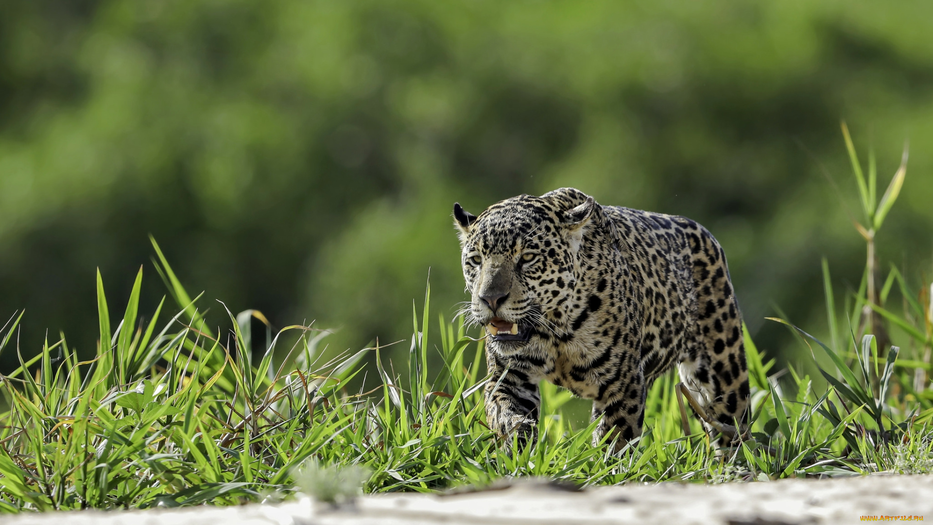 животные, леопарды, хищник