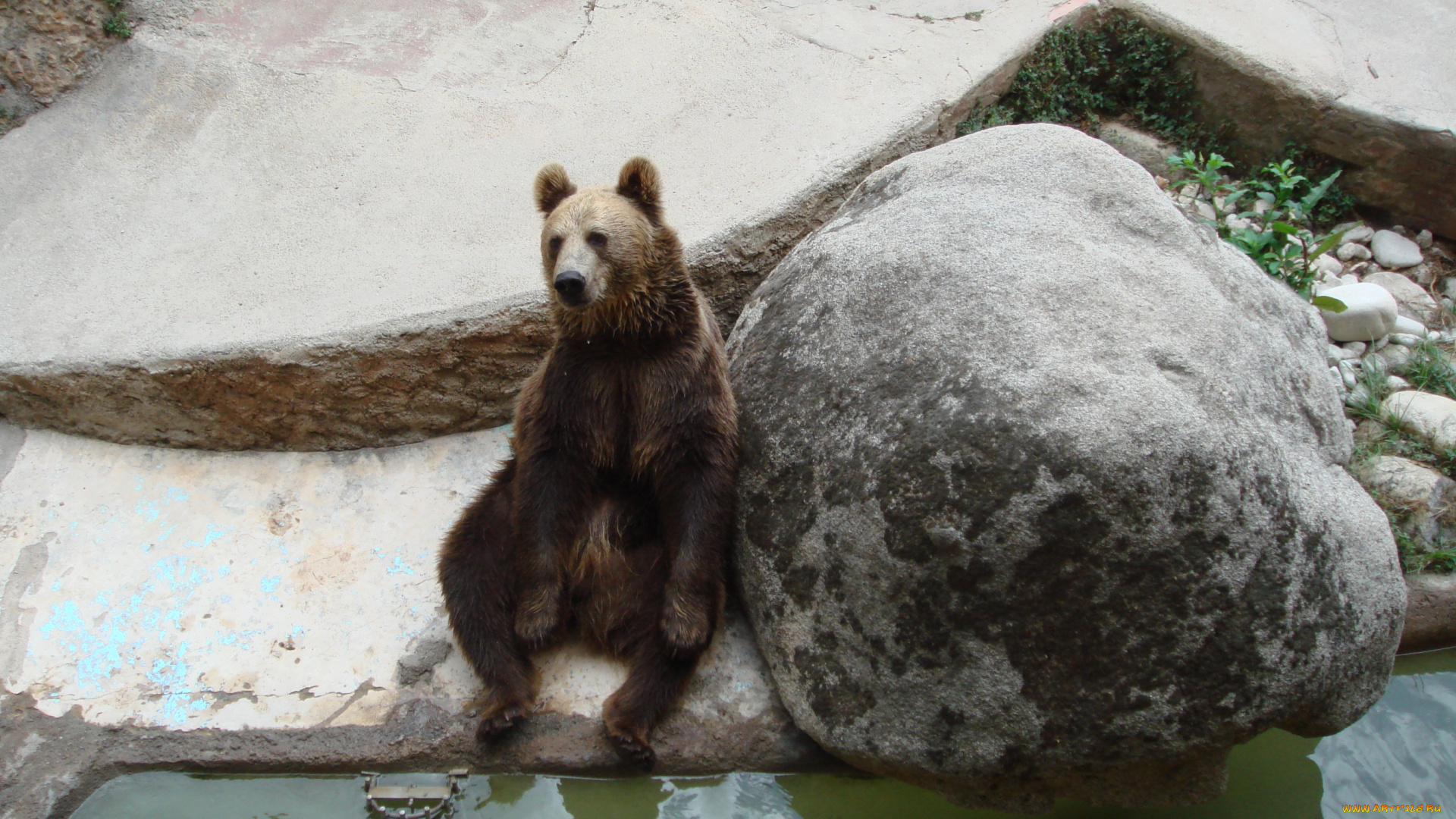 животные, медведи, зоопарк, бурый, медведь, хищник, сидит, барселона
