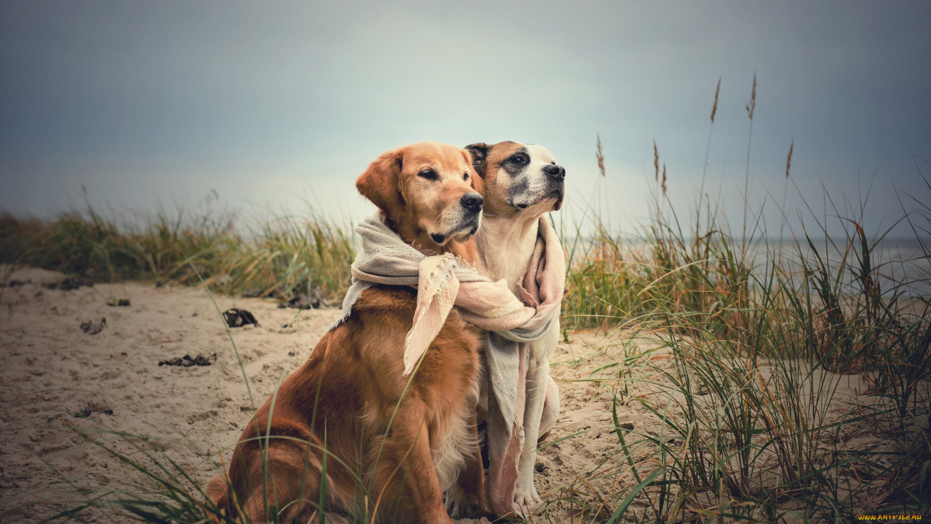 животные, собаки, две, друзья, побережье, море, осень