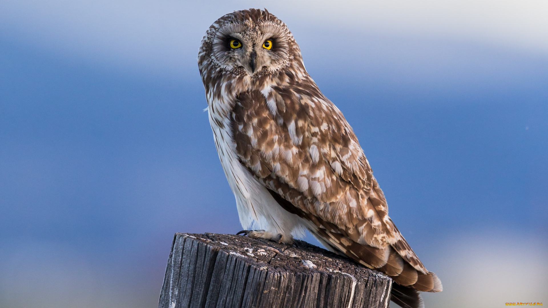 животные, совы, птичка