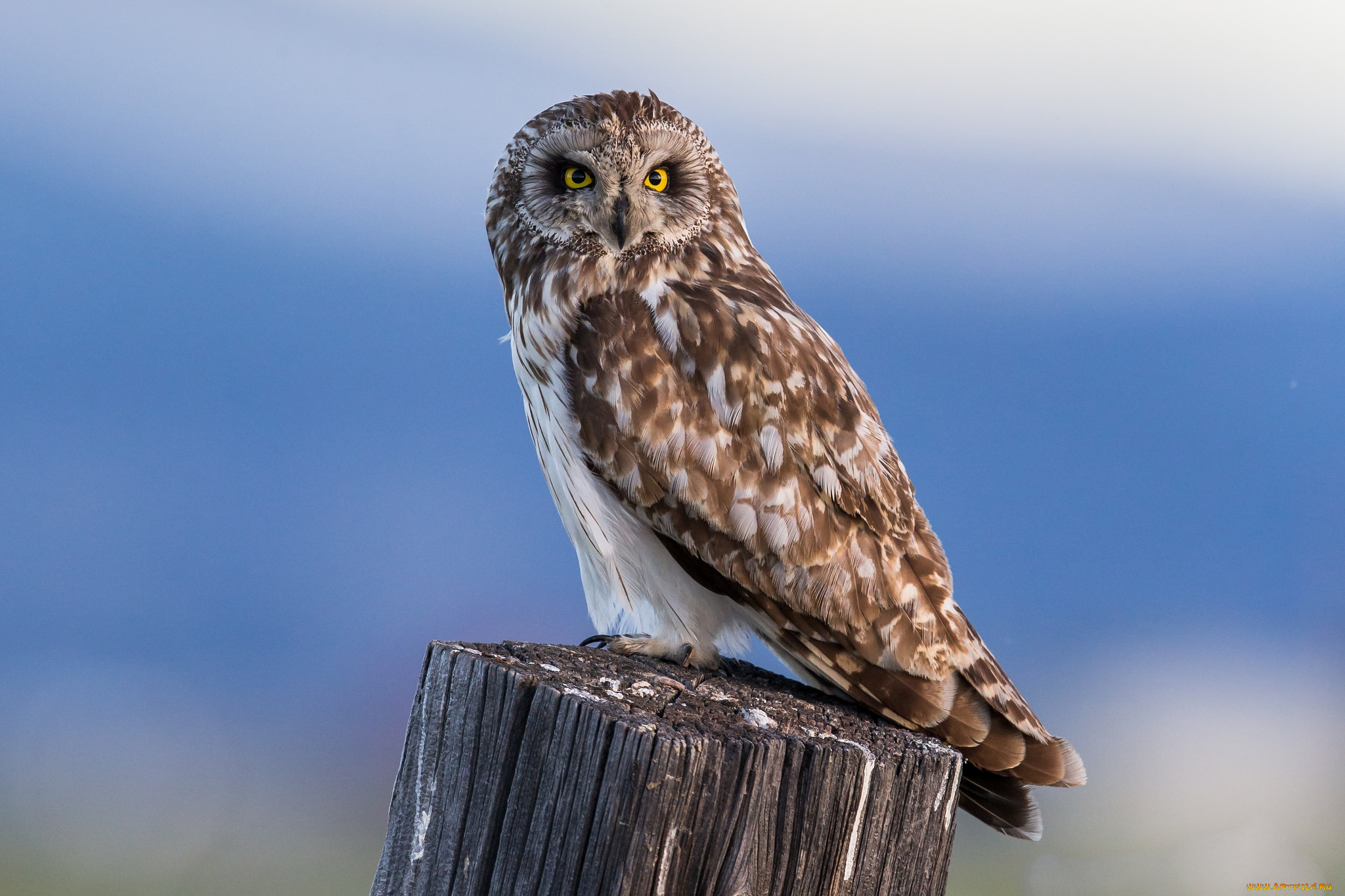 животные, совы, птичка