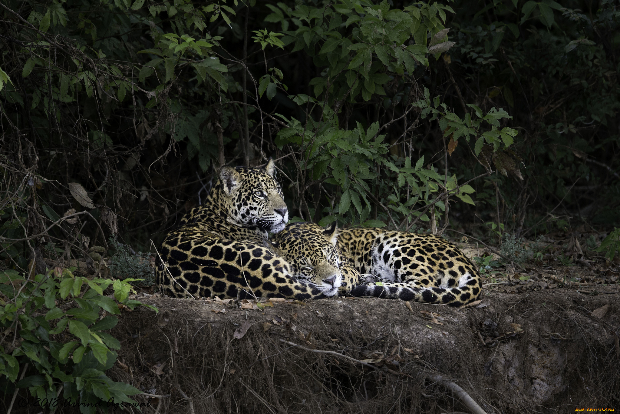 животные, леопарды, хищник