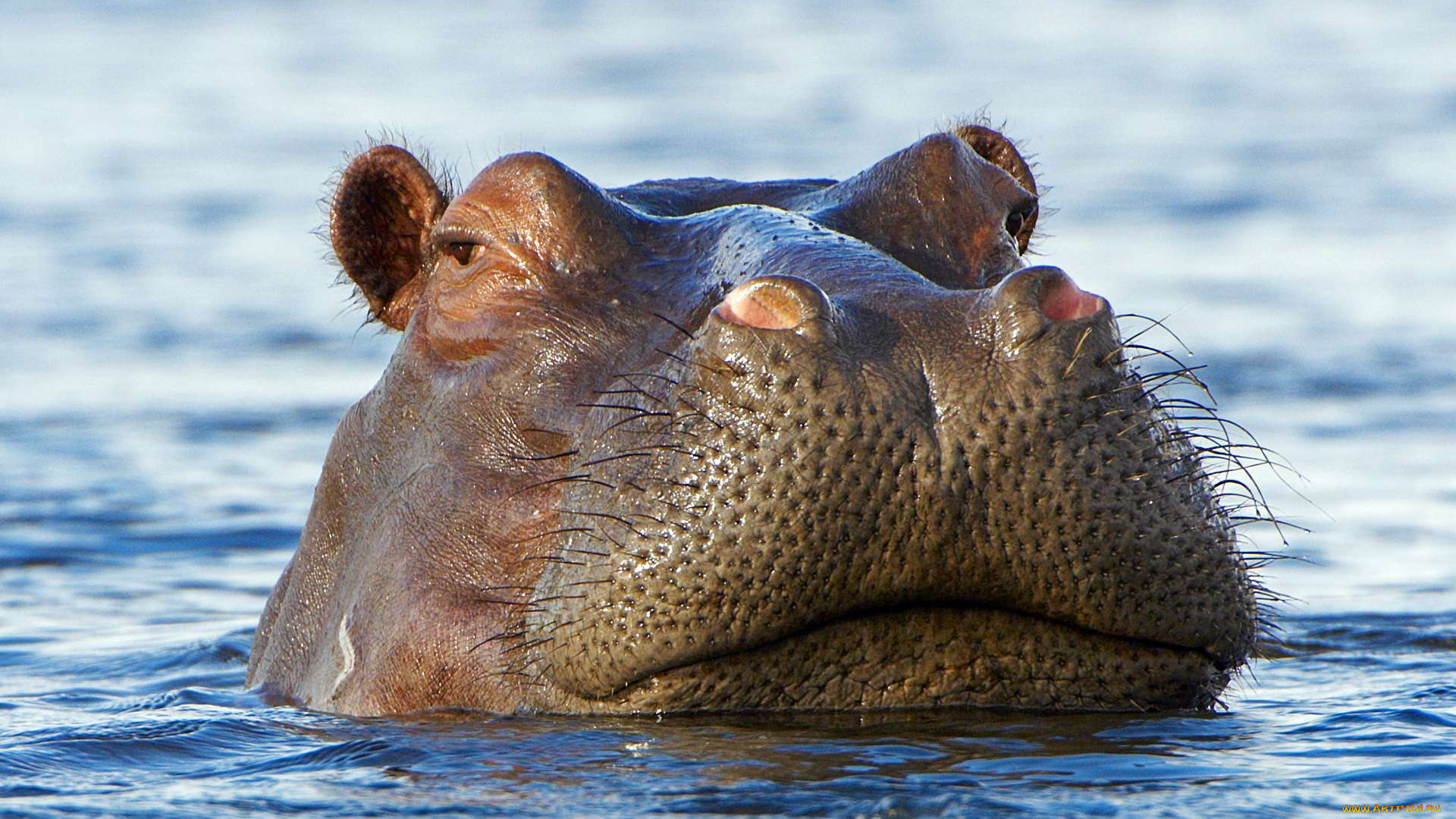 бегемот, животные, бегемоты, hippopotamus, млекопитающие, китопарнокопытные, бегемотовые, клыки, пасть, вода