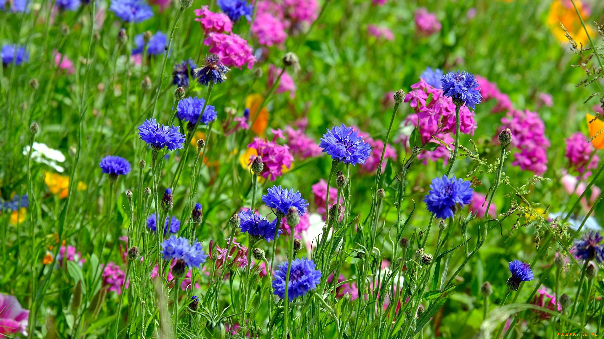 цветы, луговые, , полевые, , цветы, васильки, трава