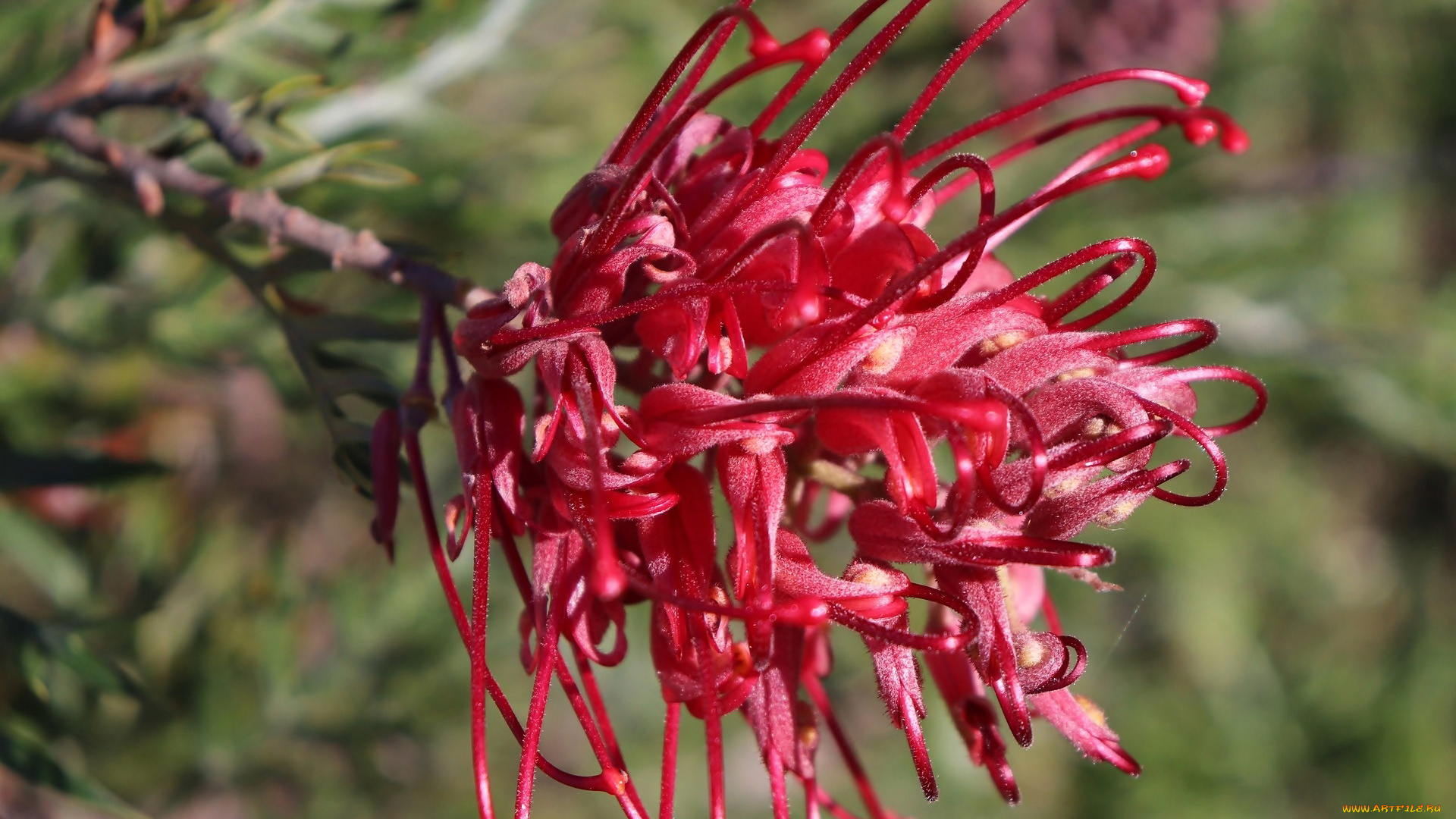 гревиллея, цветы