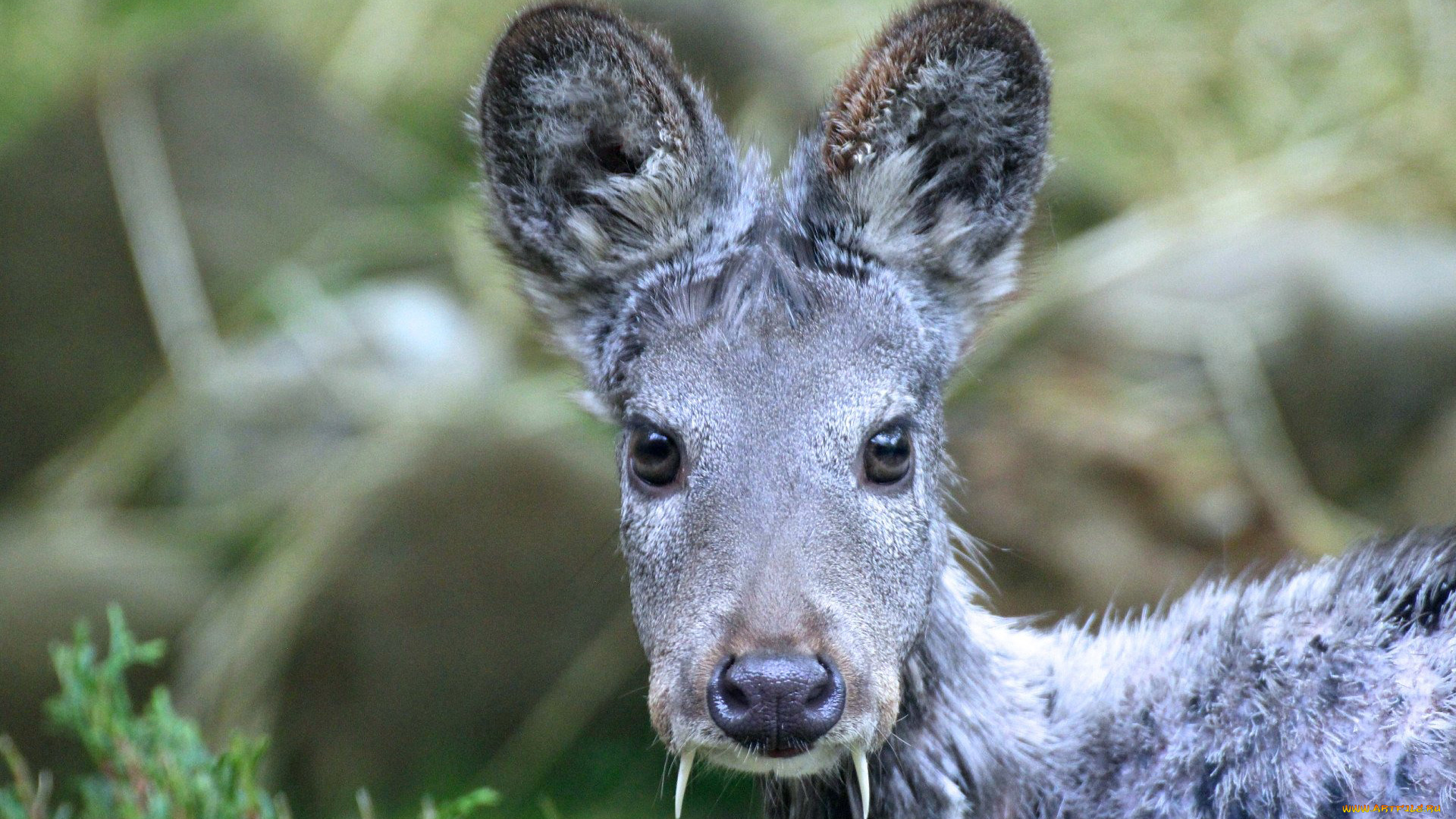 кабарга, животные, -, другое, musk, deer, кабарги, кабарговые, китопарнокопытные, млекопитающие, клыки