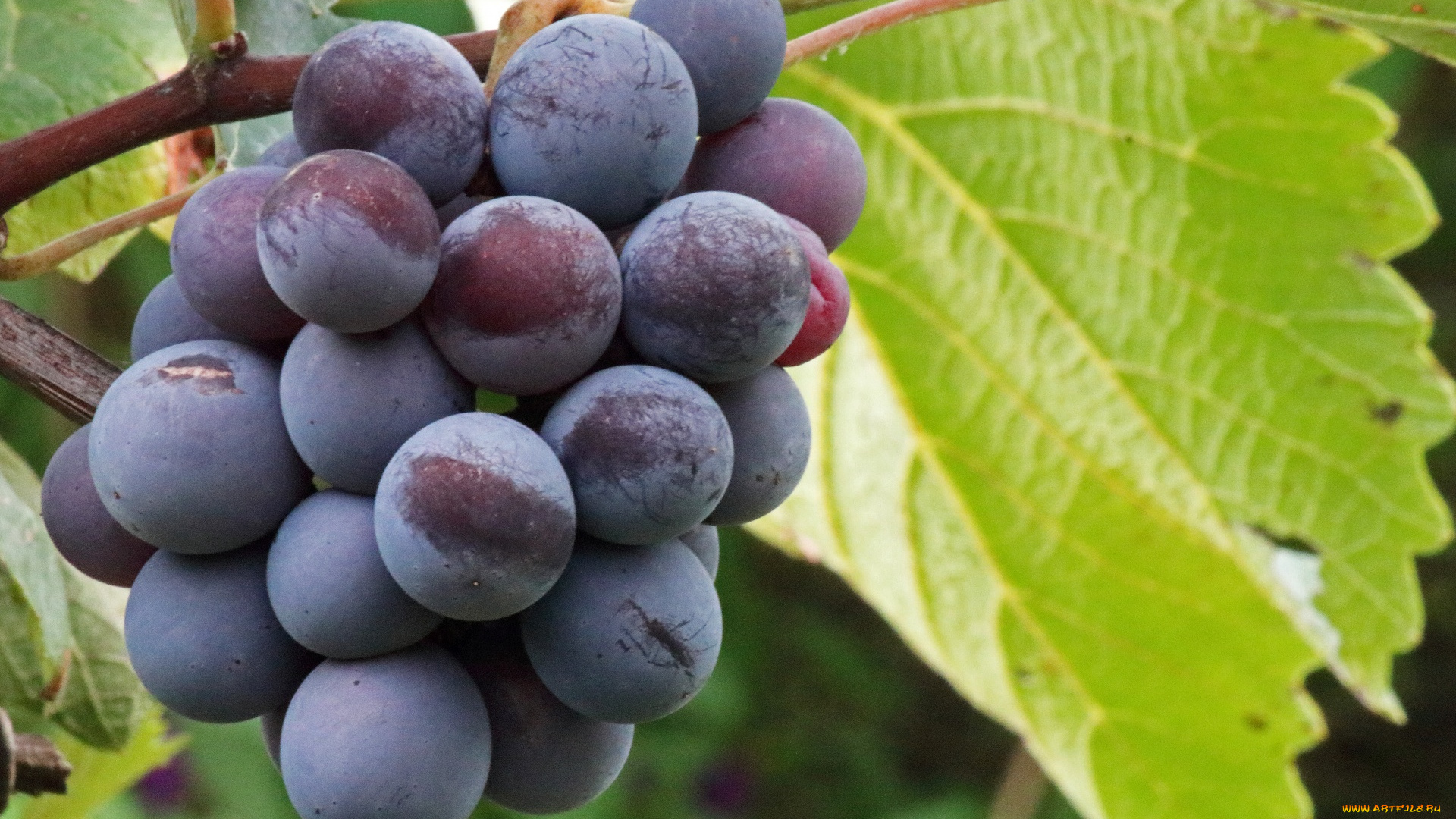 природа, ягоды, , виноград, виноград