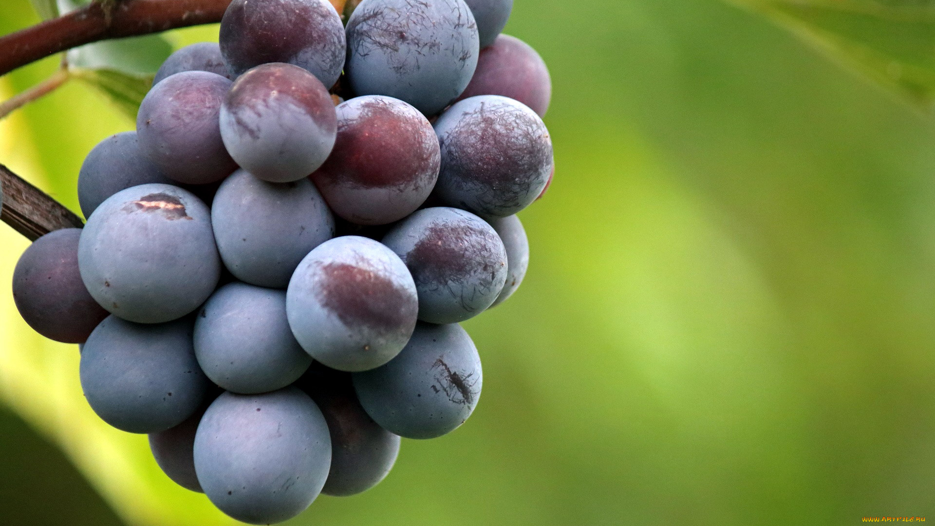природа, ягоды, , виноград, виноград
