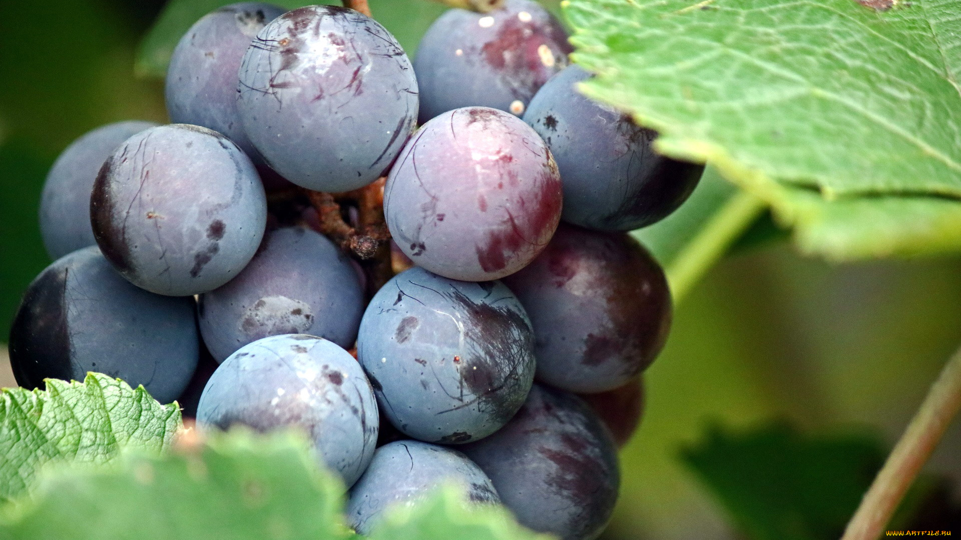 природа, ягоды, , виноград, виноград