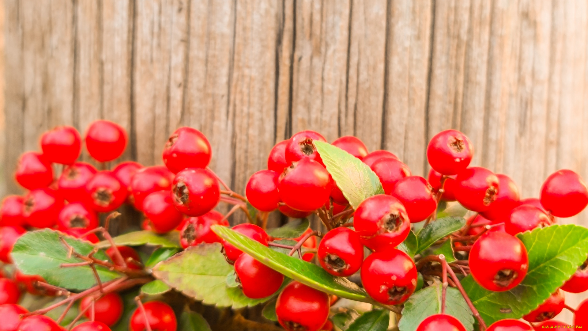 природа, ягоды, пираканта