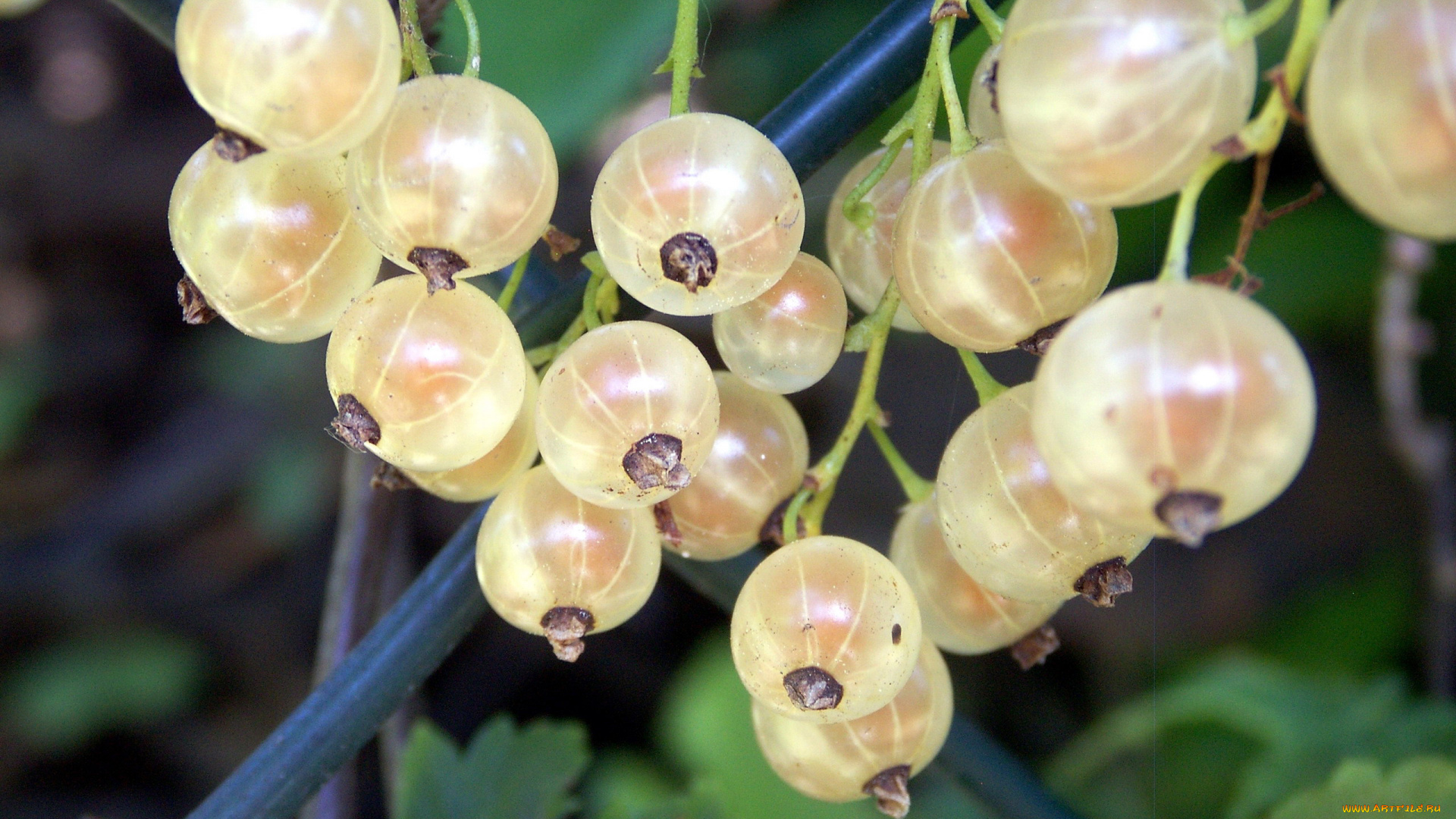 природа, ягоды, смородина