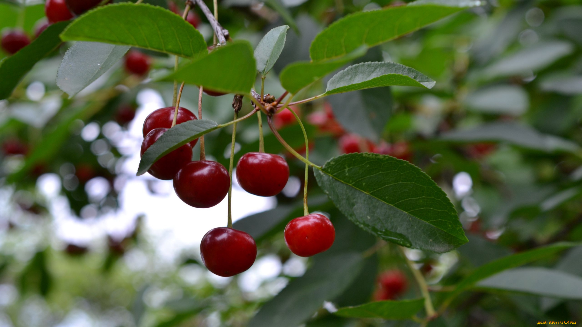природа, ягоды, вишни