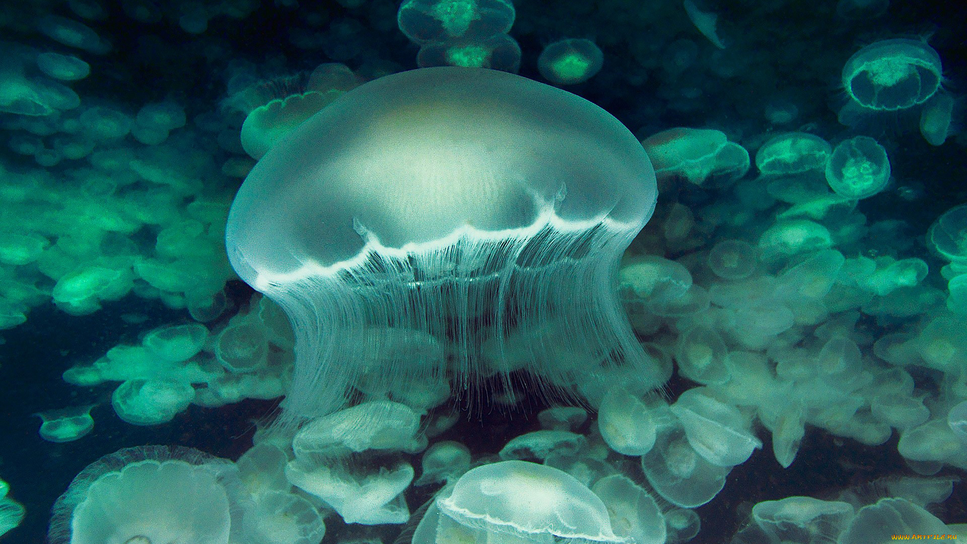 животные, медузы, медуза, подводный, мир, организм, море, океан, вода, гидроидные, сцифоидные