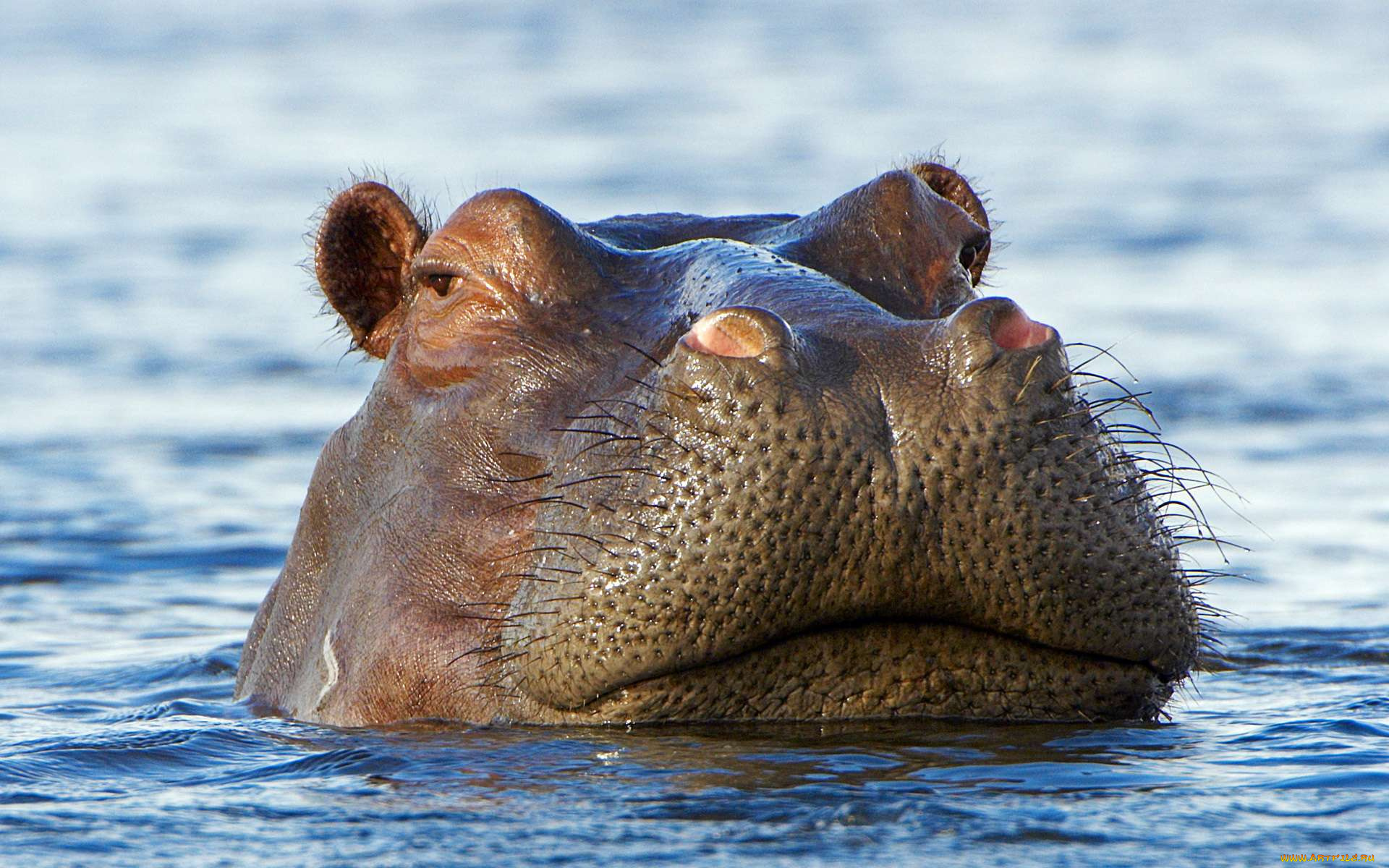 бегемот, животные, бегемоты, hippopotamus, млекопитающие, китопарнокопытные, бегемотовые, клыки, пасть, вода
