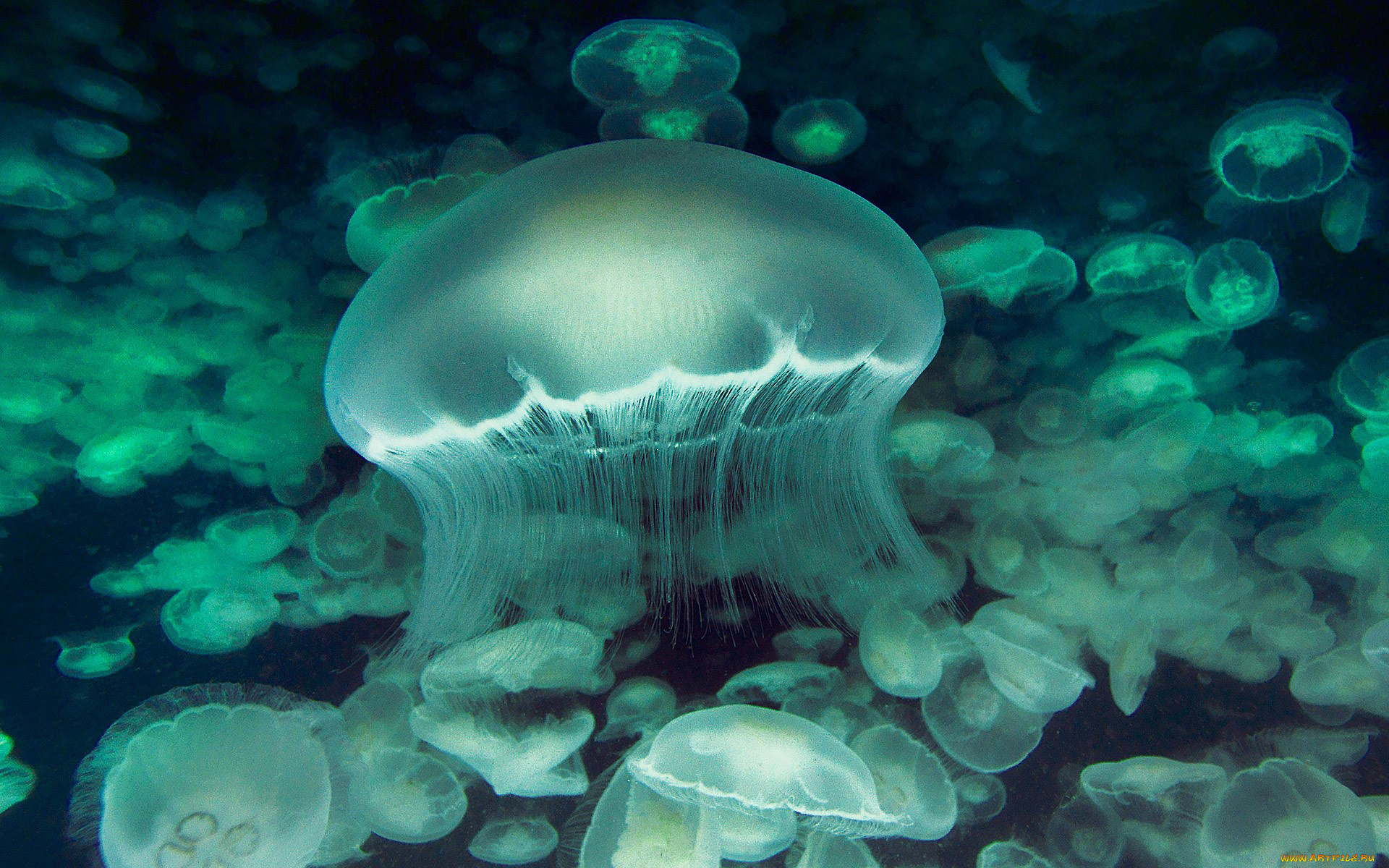 животные, медузы, медуза, подводный, мир, организм, море, океан, вода, гидроидные, сцифоидные