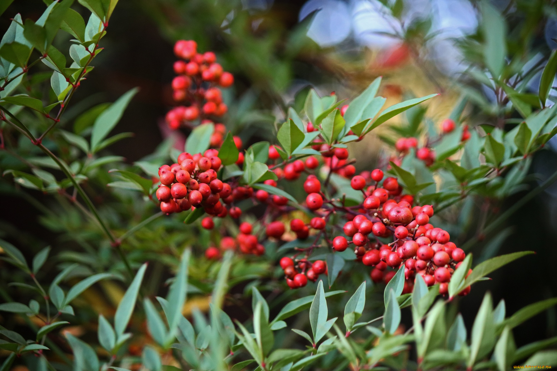 nandina, domestica, природа, ягоды, nandina, domestica