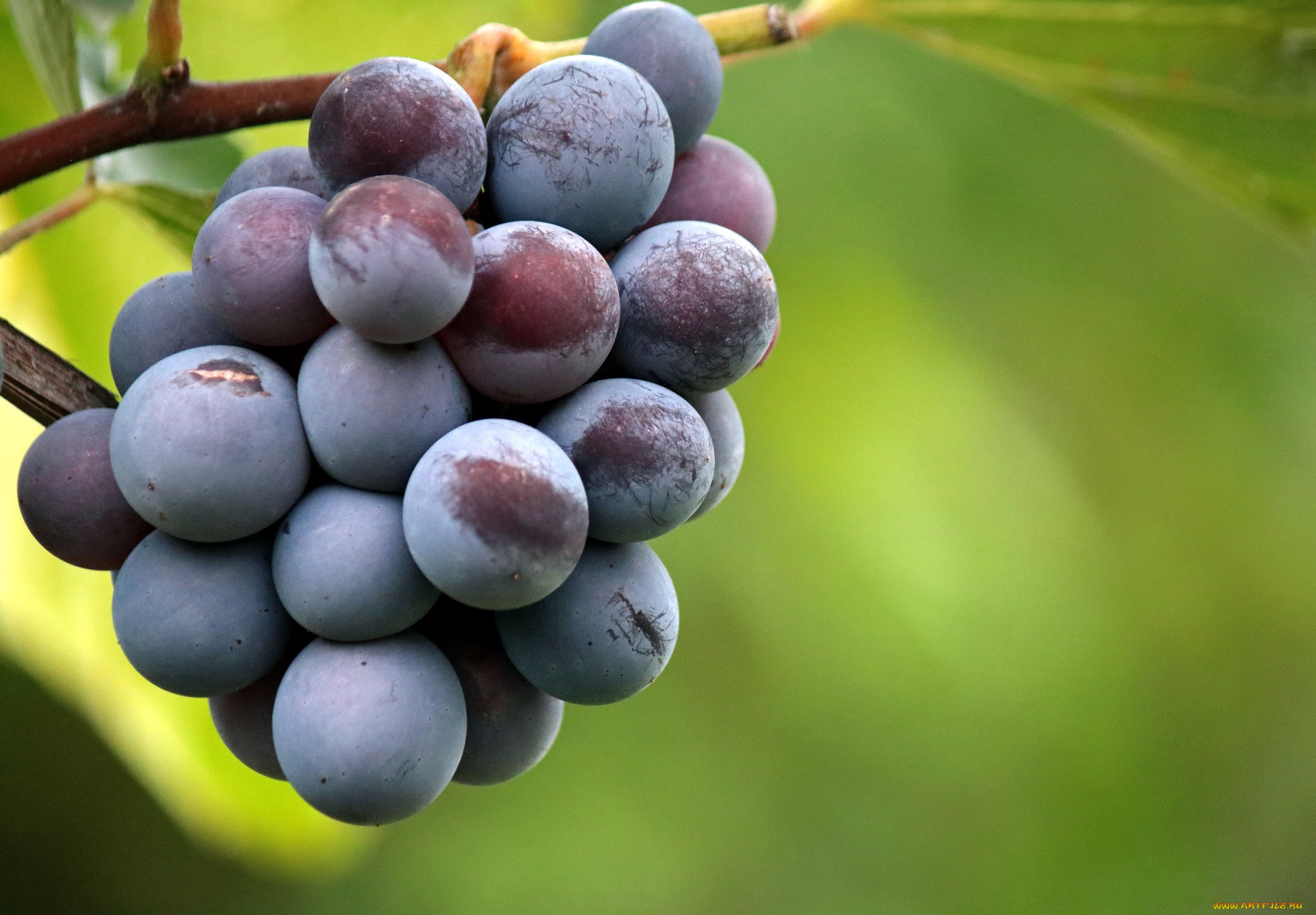 природа, ягоды, , виноград, виноград