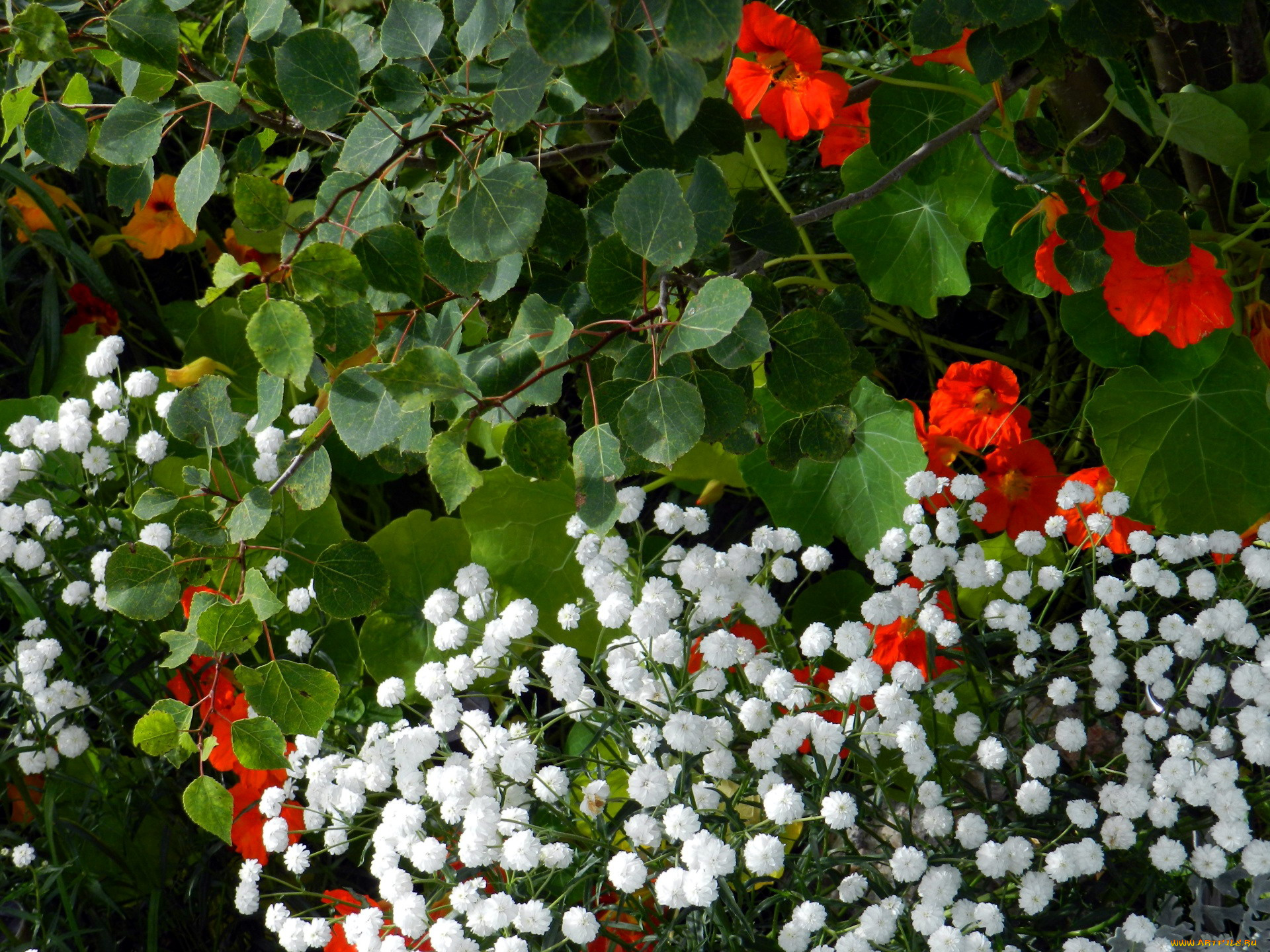 цветы, разные, вместе, настурция