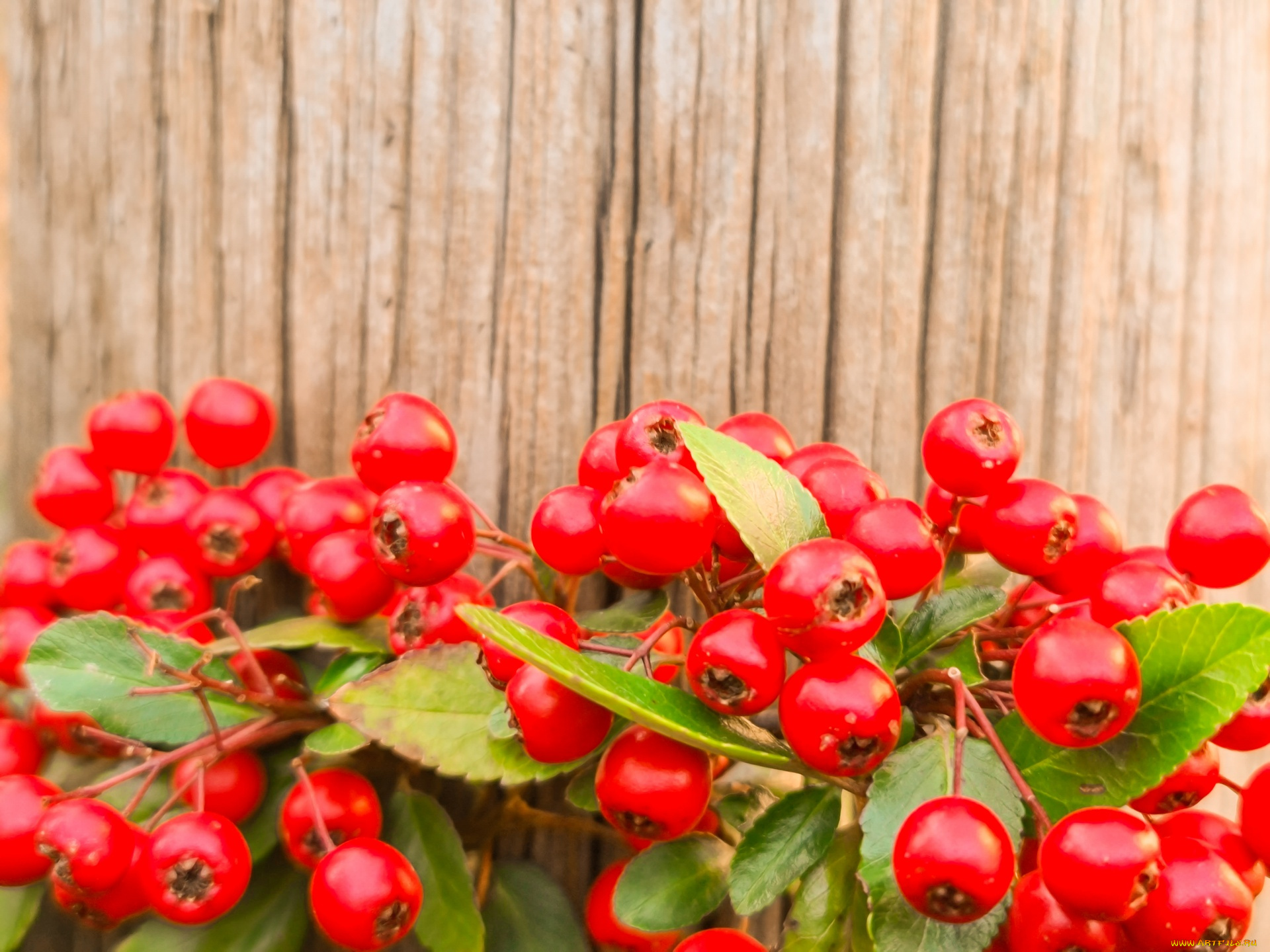 природа, ягоды, пираканта