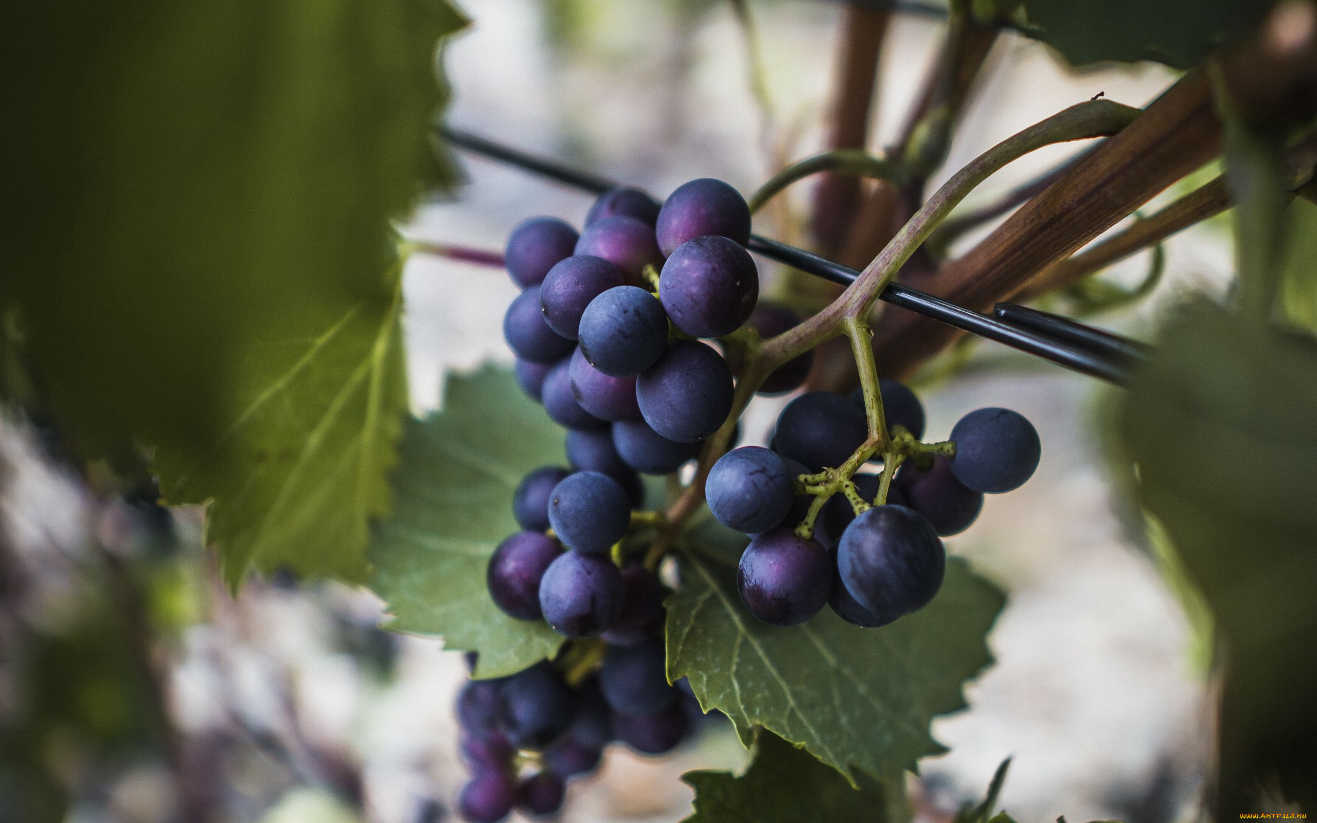 природа, ягоды, , виноград, виноград