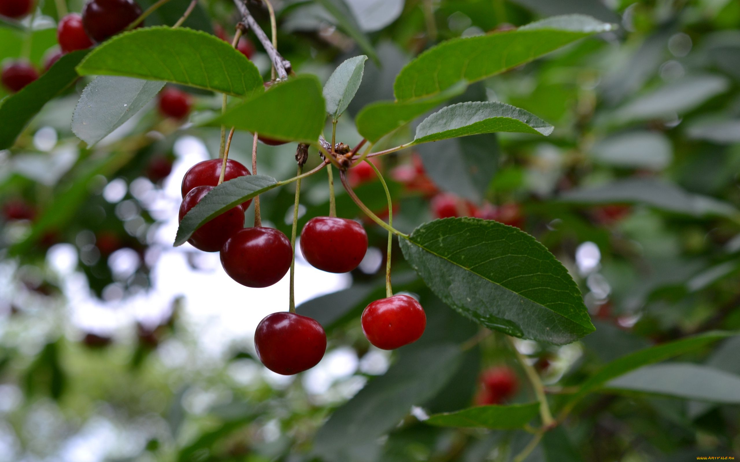 природа, ягоды, вишни