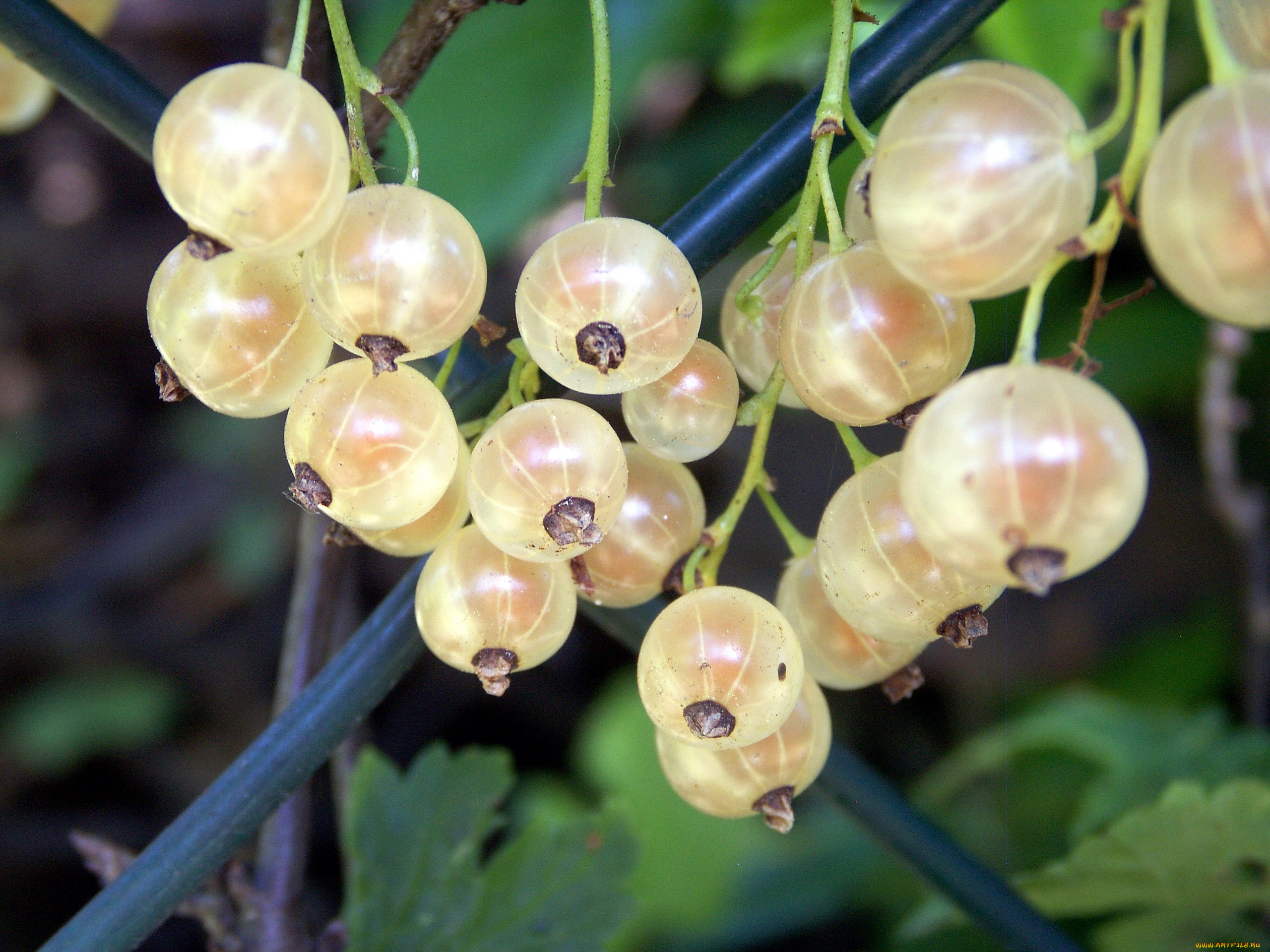 природа, ягоды, смородина