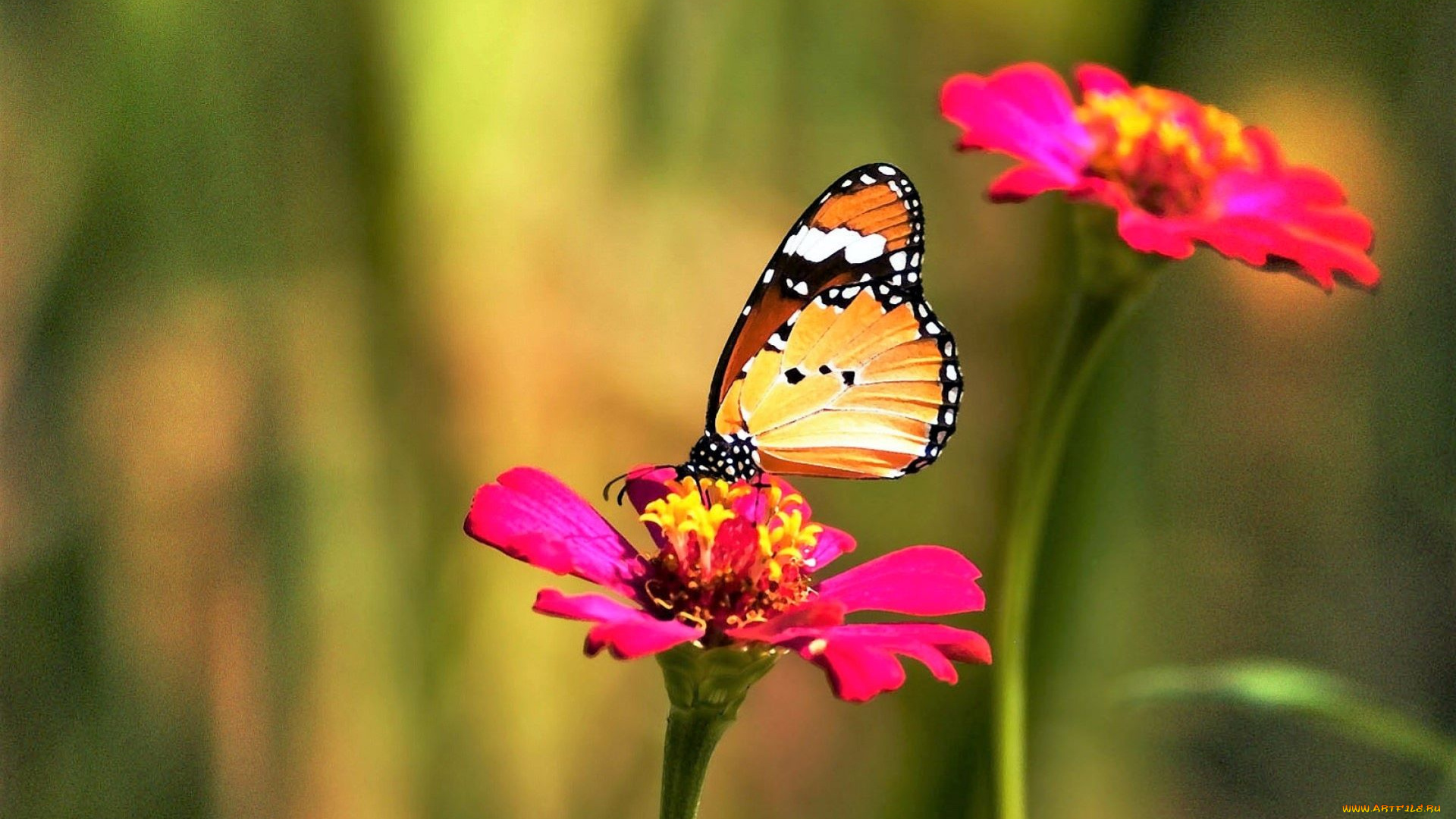 животные, бабочки, , мотыльки, , моли, бабочка, цветы