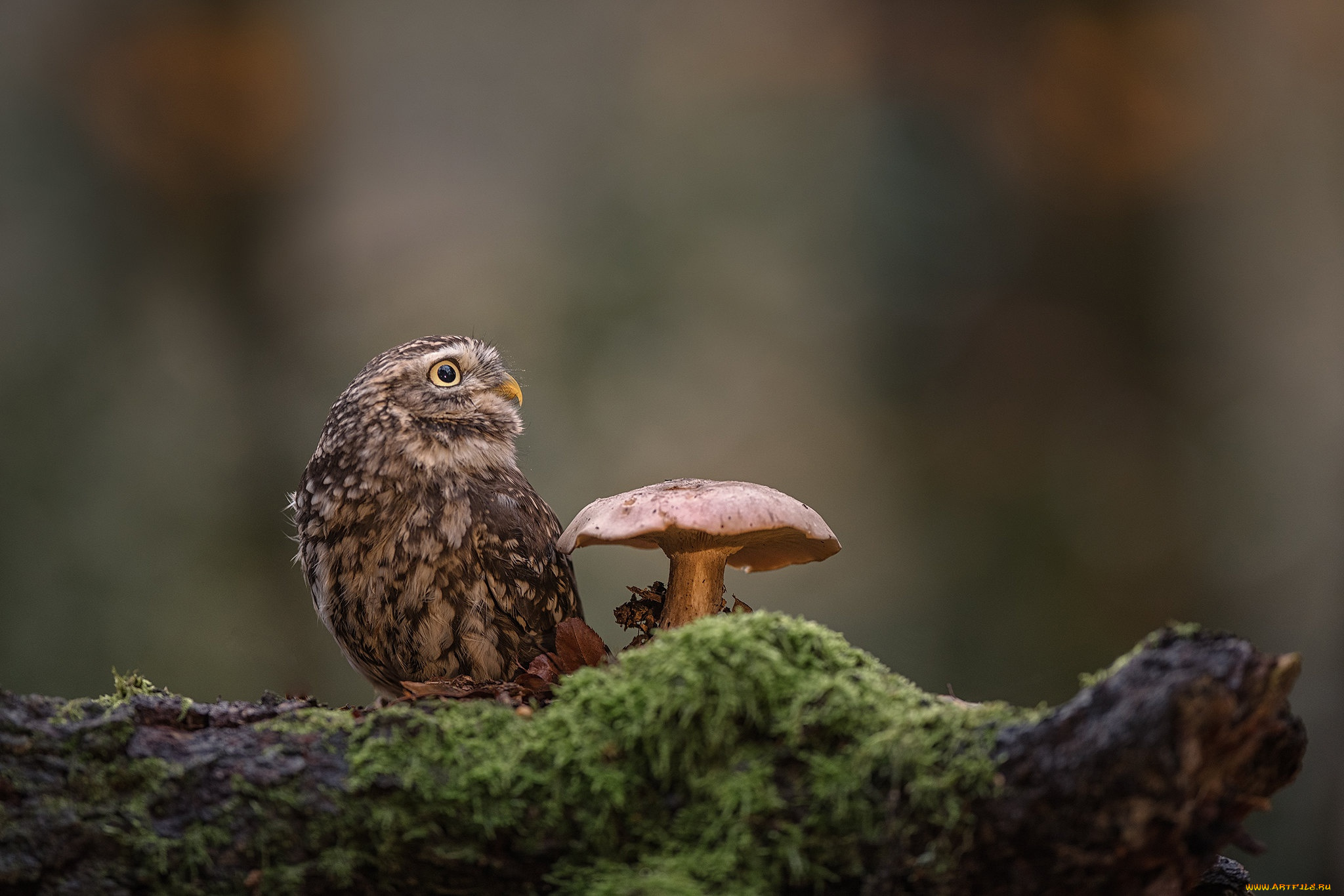 животные, совы, фон, сова, птица, гриб, мох, бревно, домовый, сыч