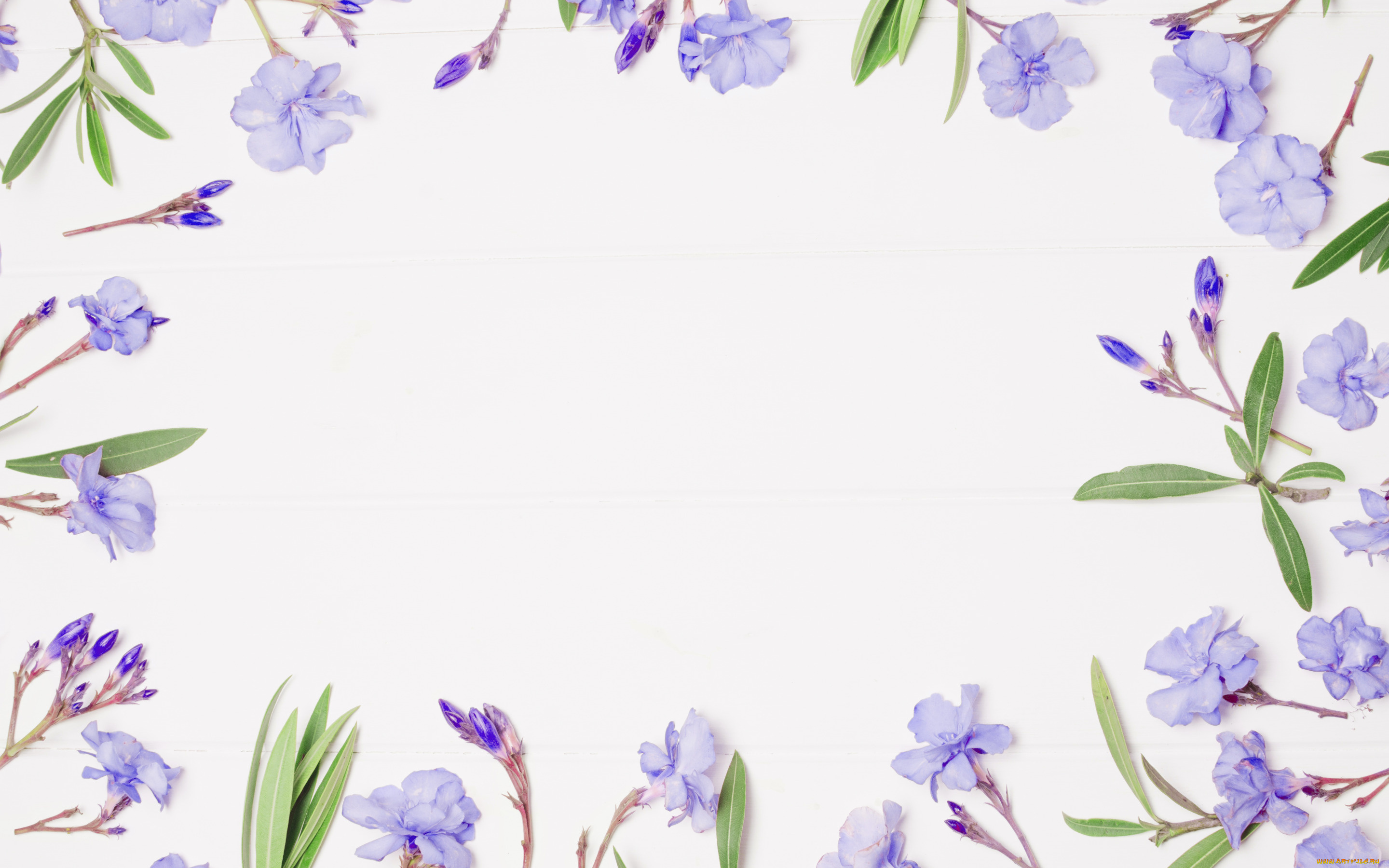 цветы, рамка