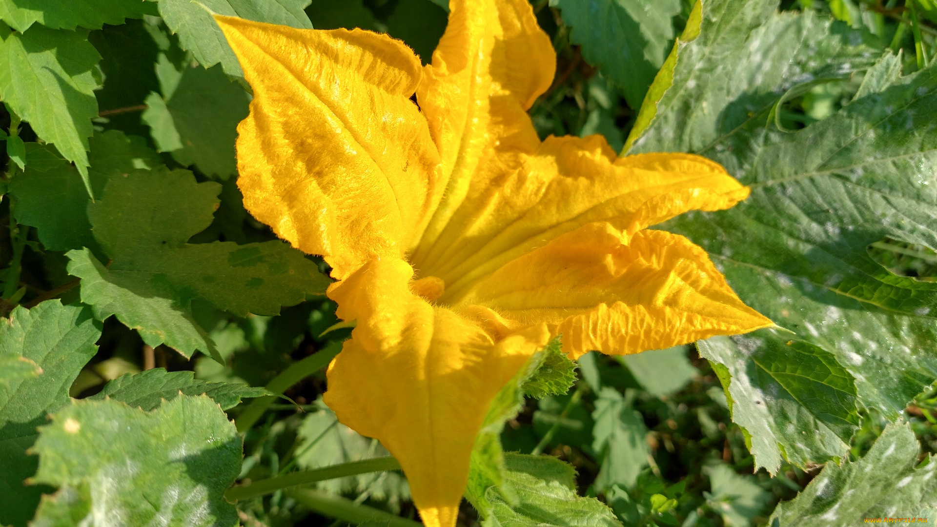 цветы, цветущие, овощи, , ягоды, кабачок