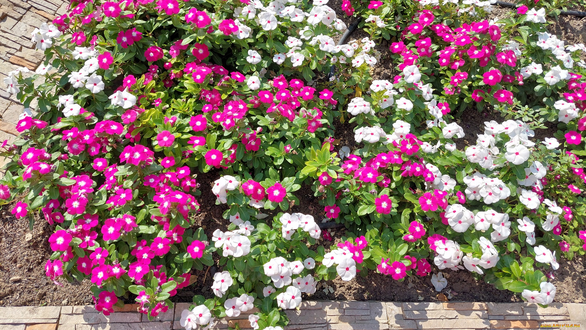 цветы, катарантусы, катарантус