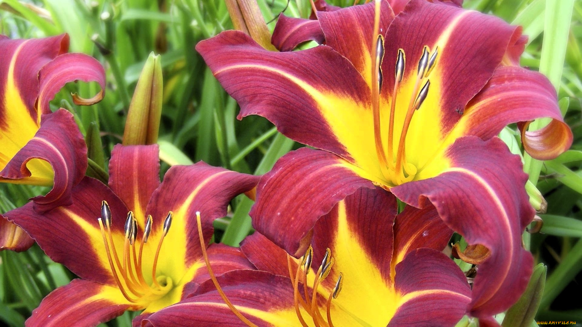 цветы, лилии, , лилейники, красные