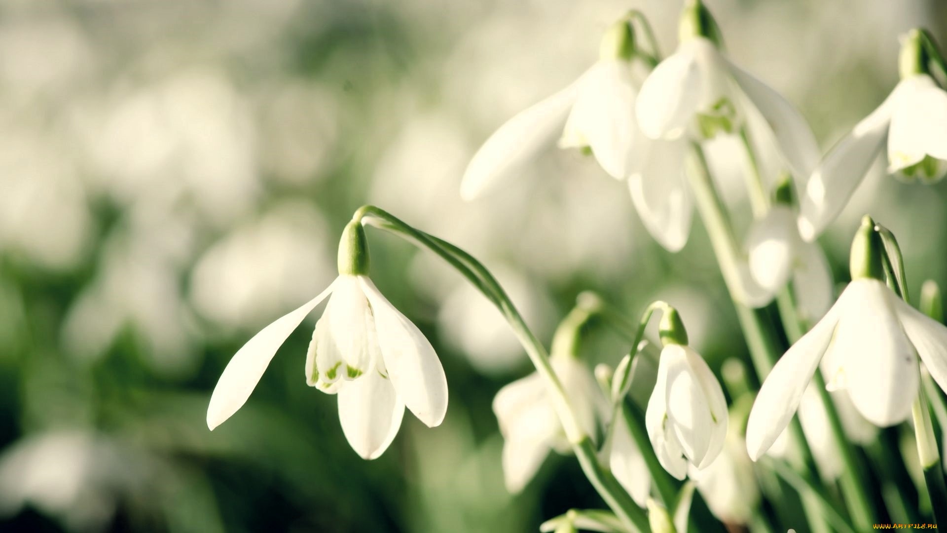 цветы, подснежники, , белоцветники, , пролески